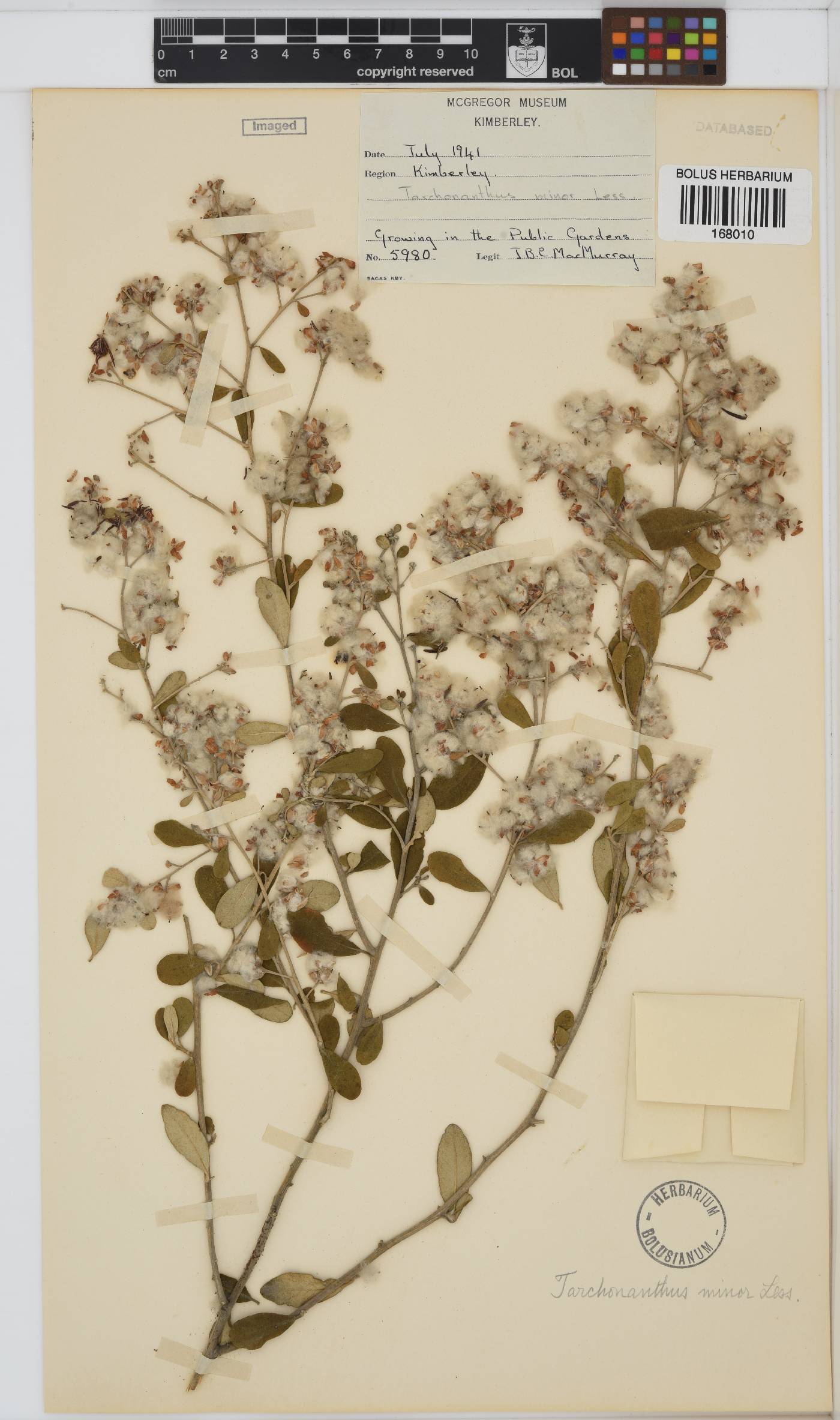 Tarchonanthus camphoratus image