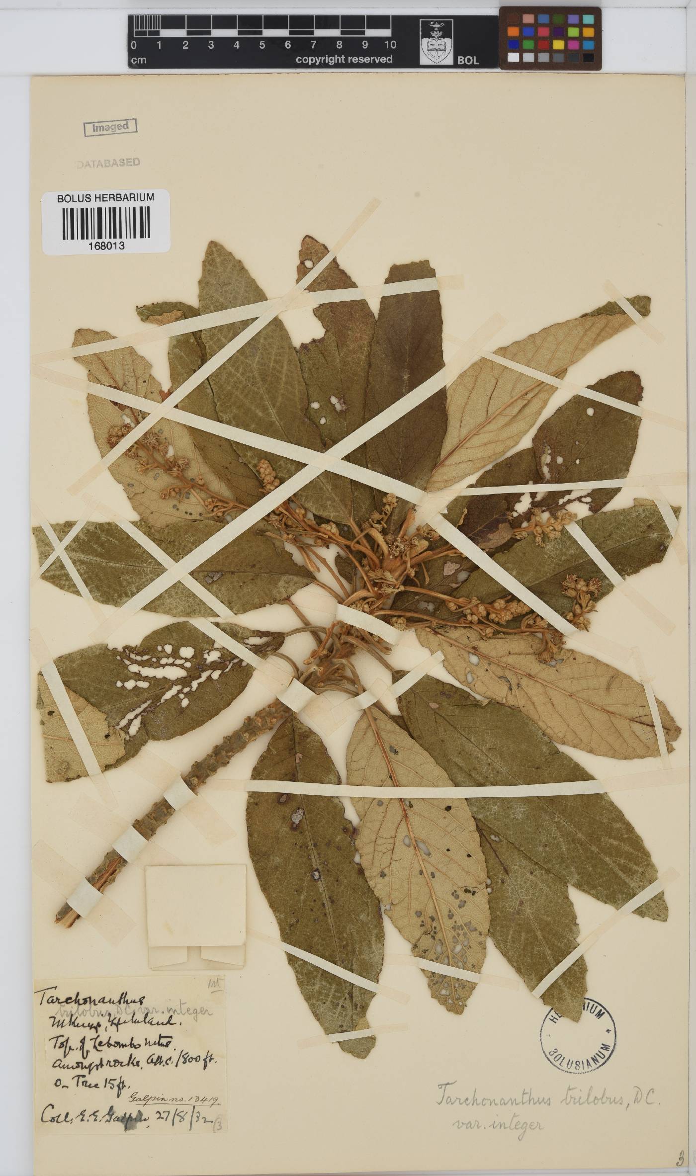 Tarchonanthus trilobus var. trilobus image