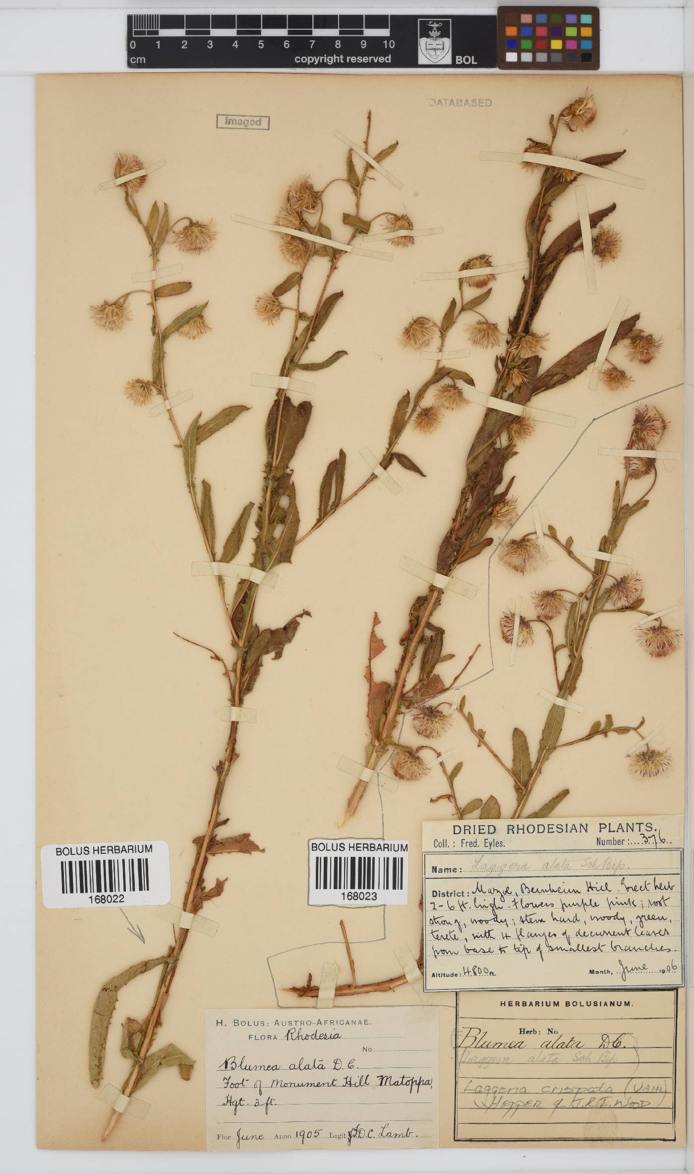 Laggera crispata image