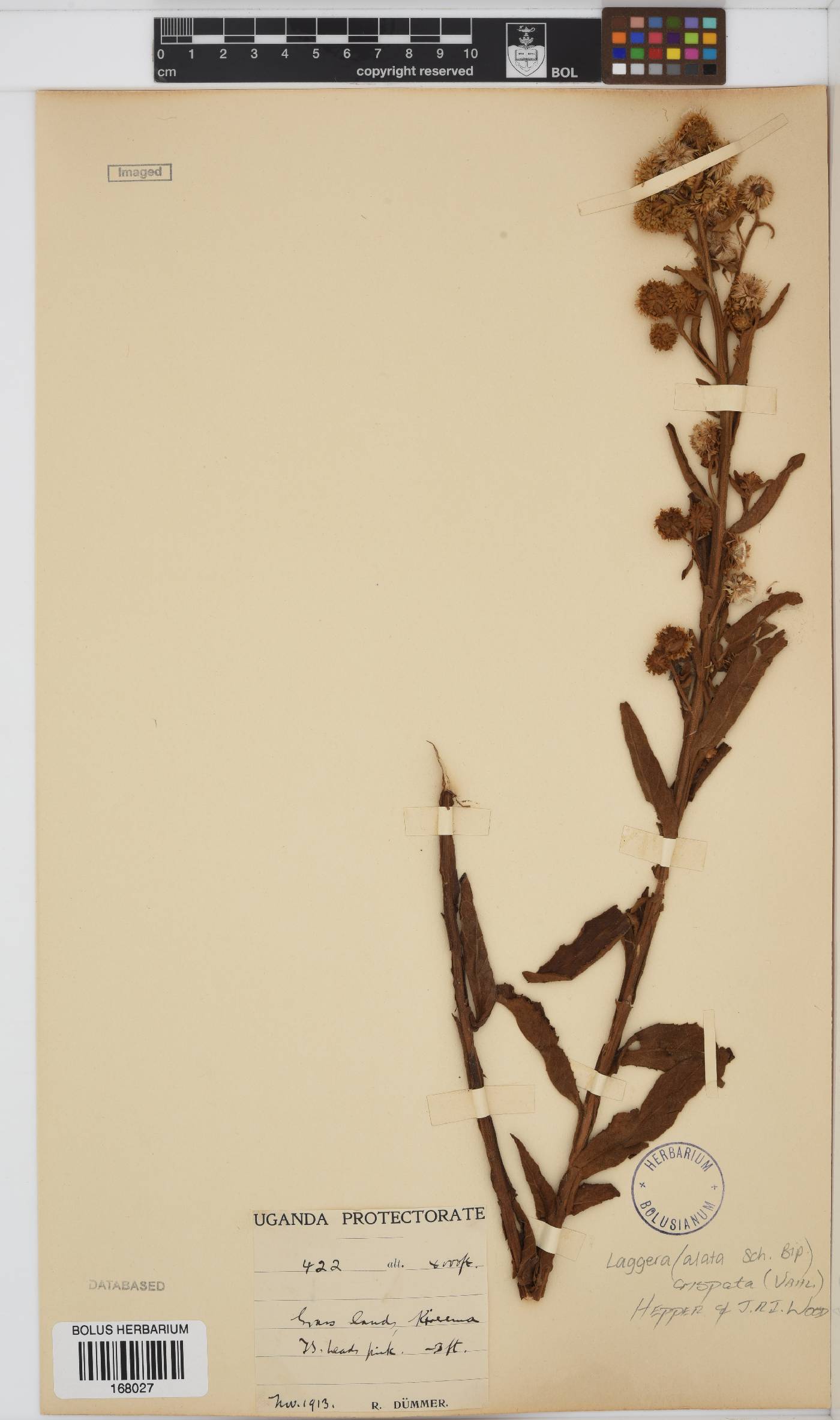 Laggera crispata image