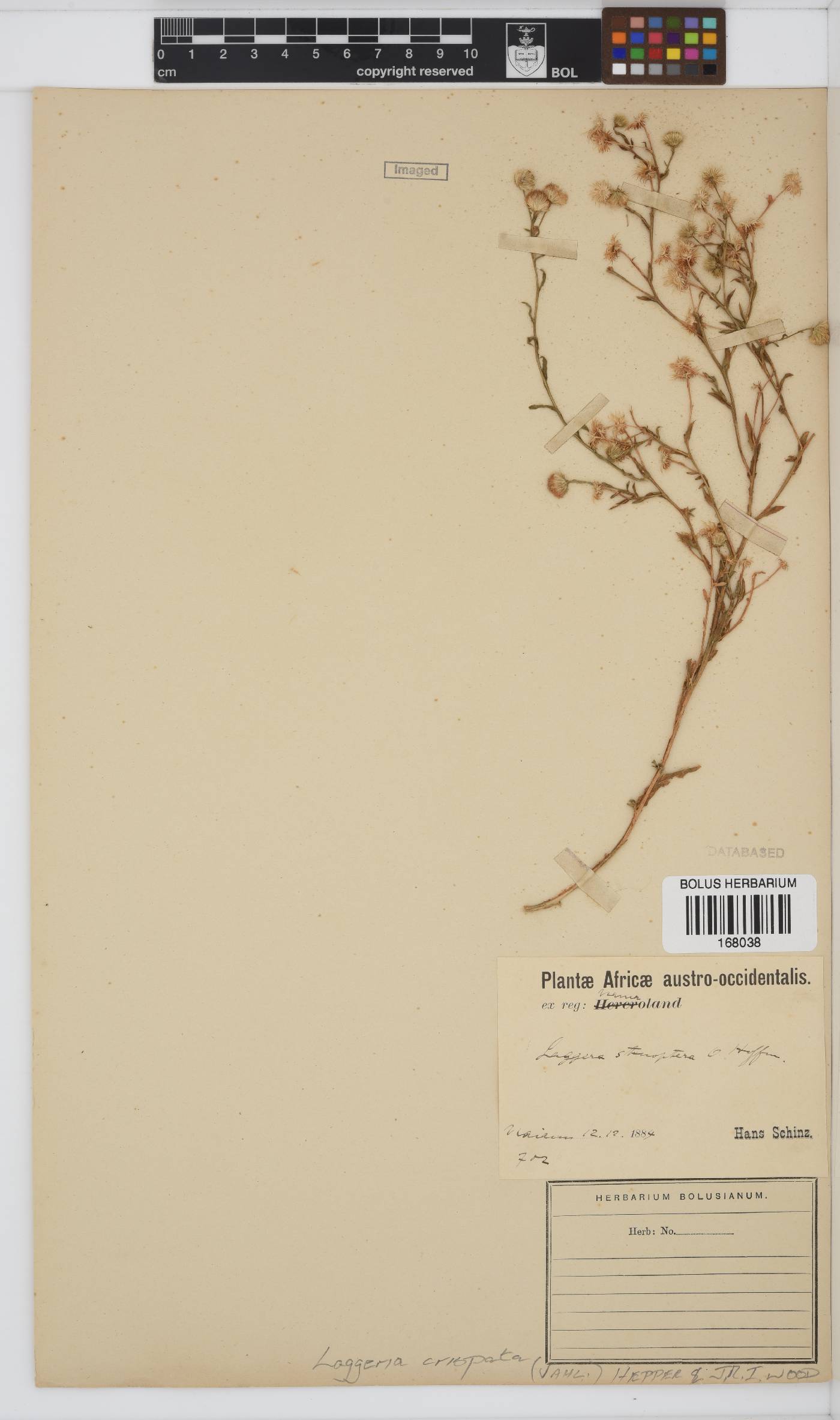 Laggera crispata image