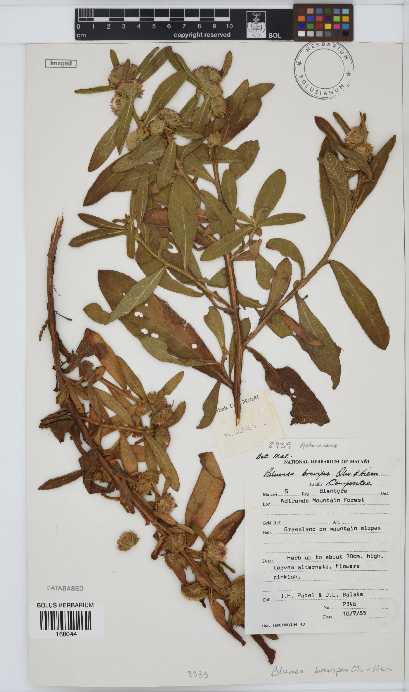 Laggera brevipes image