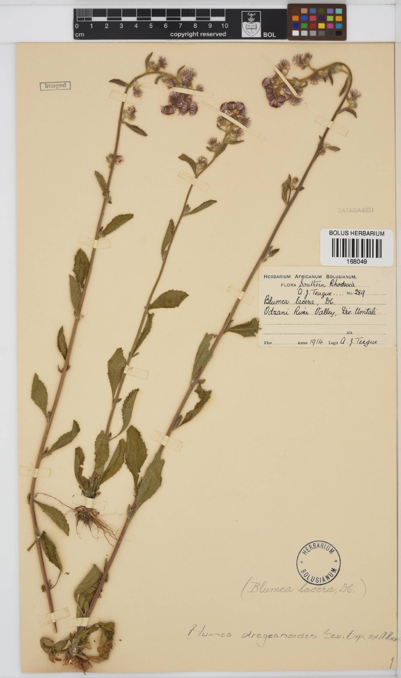 Blumea dregeanoides image