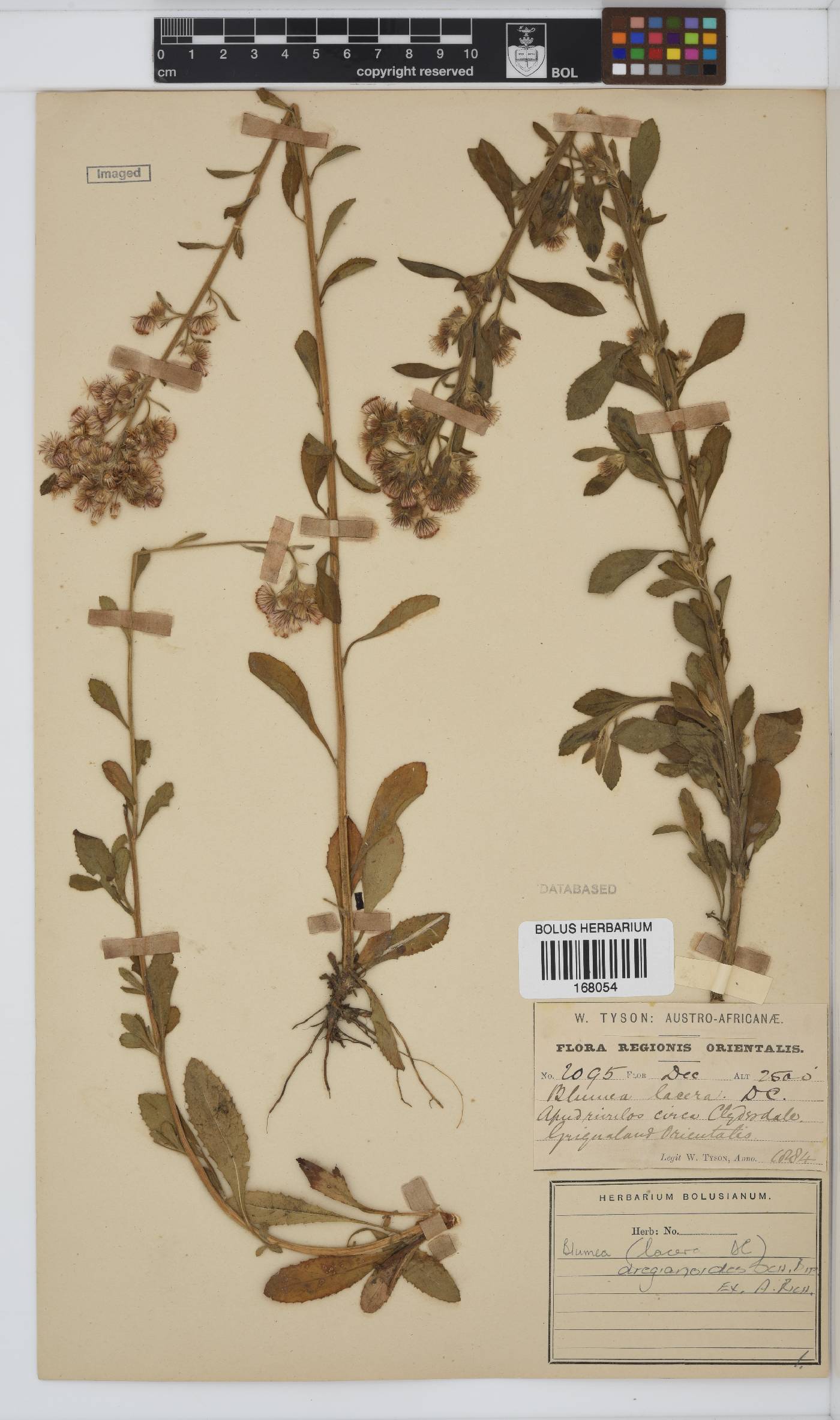 Blumea dregeanoides image