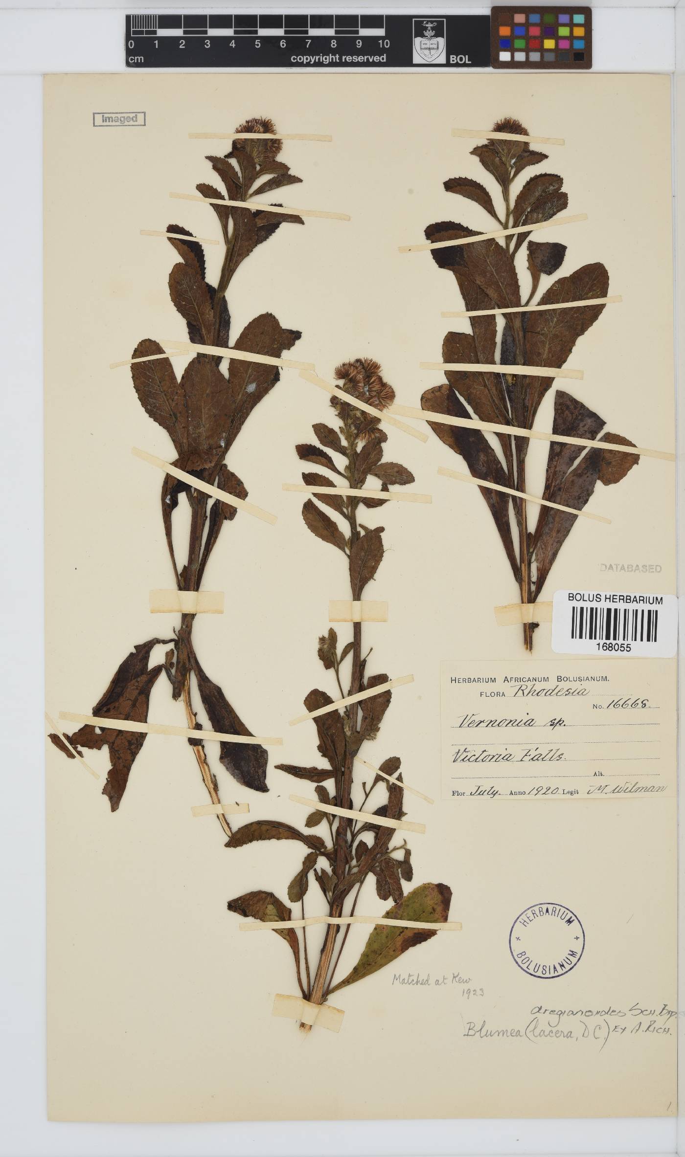 Blumea dregeanoides image