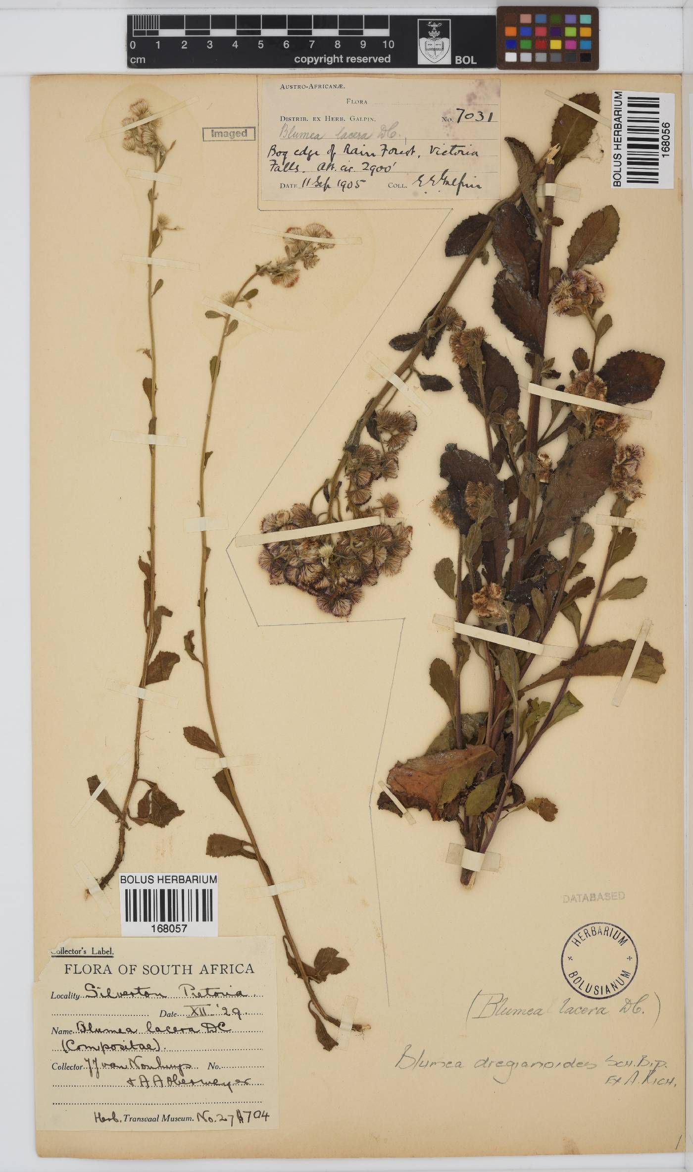 Blumea dregeanoides image