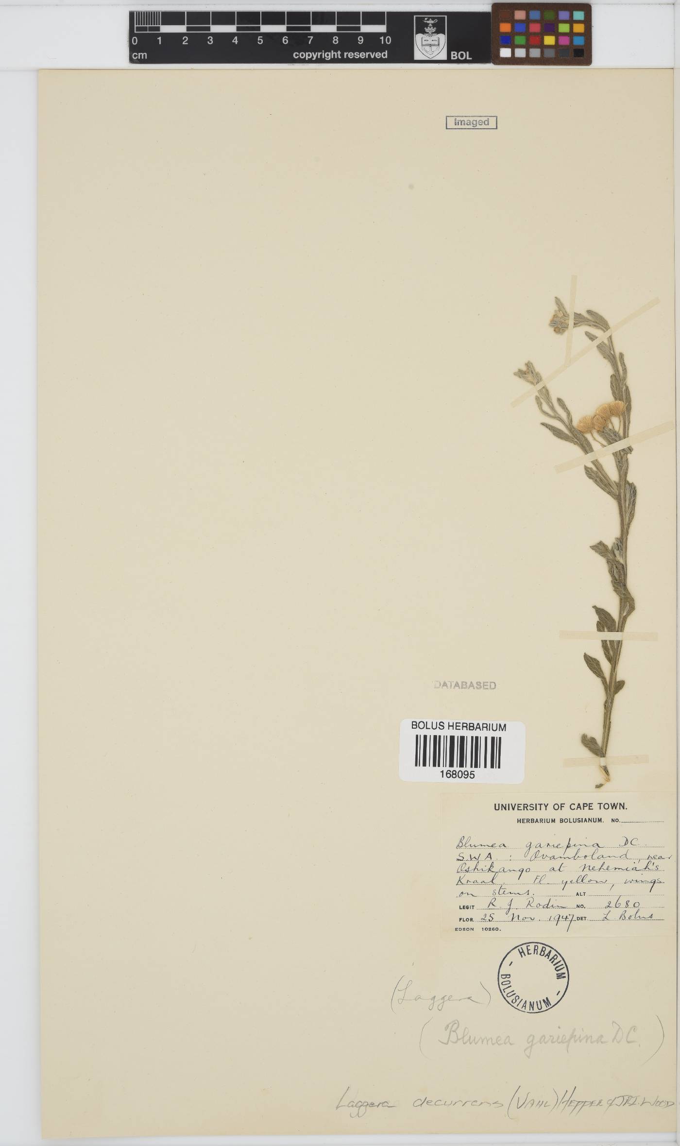 Laggera decurrens image