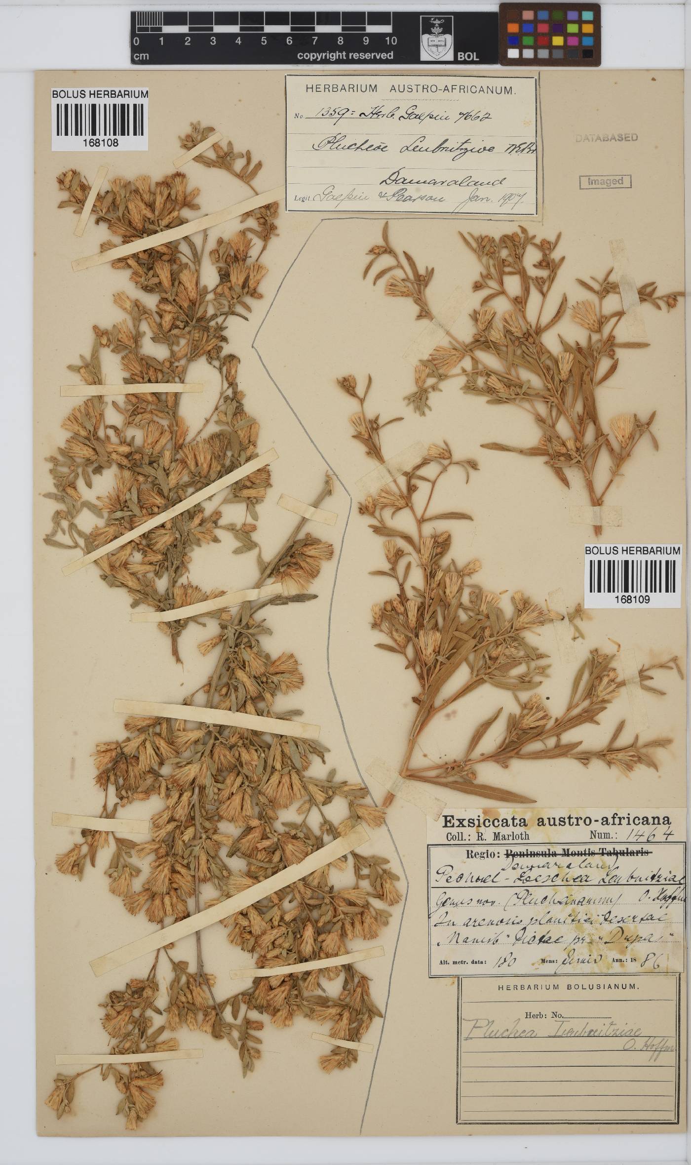 Pechuel-loeschea leubnitziae image