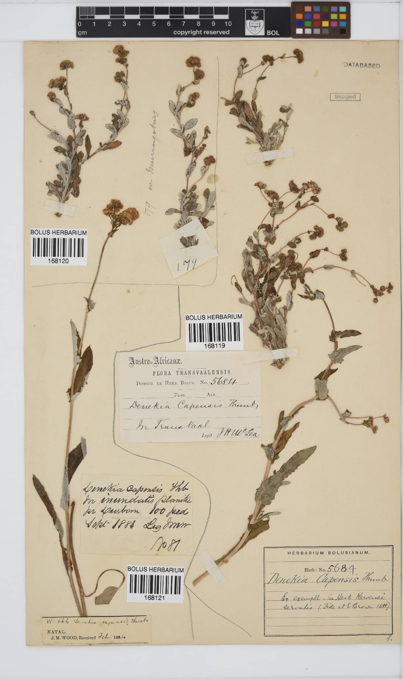 Denekia capensis image