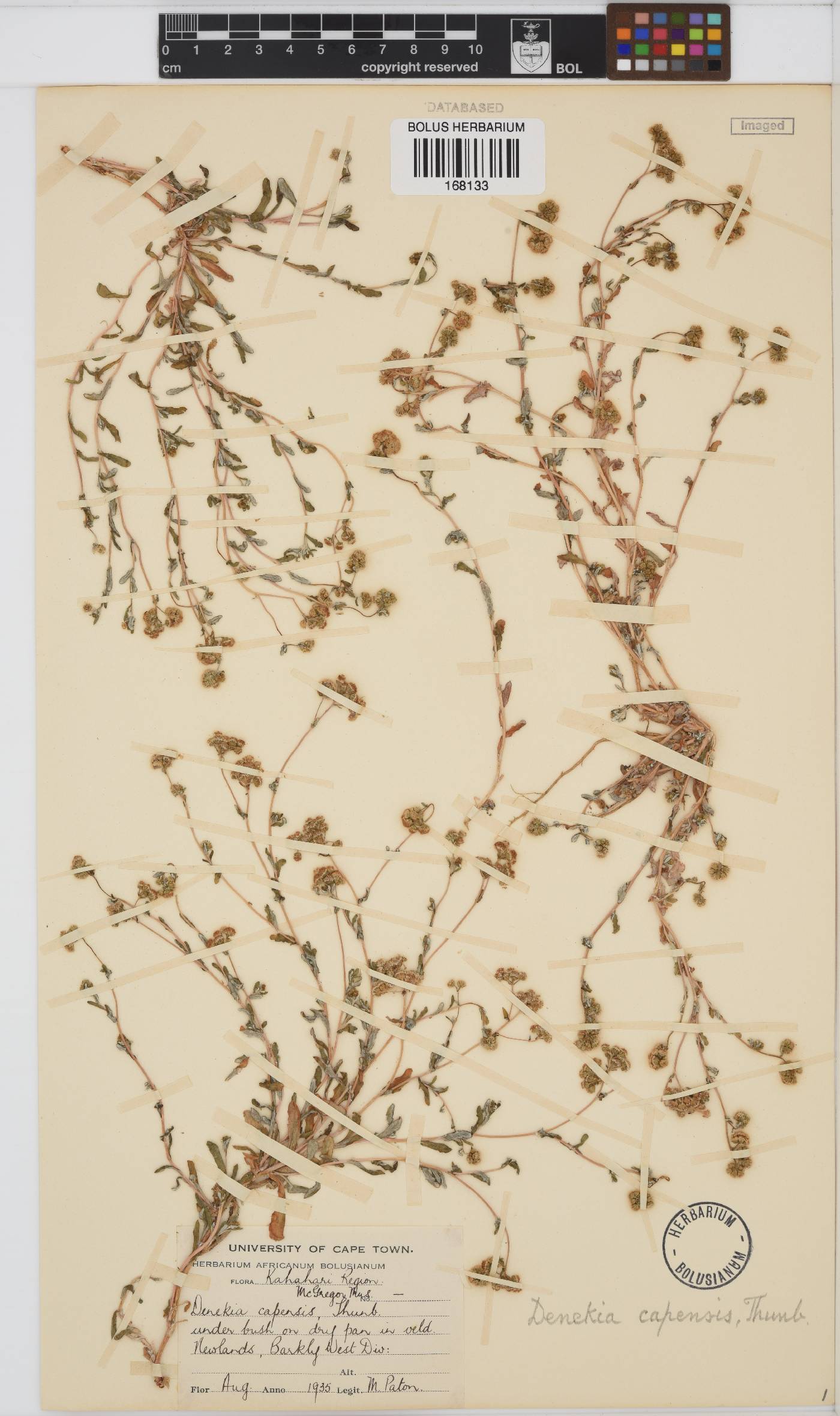 Denekia image