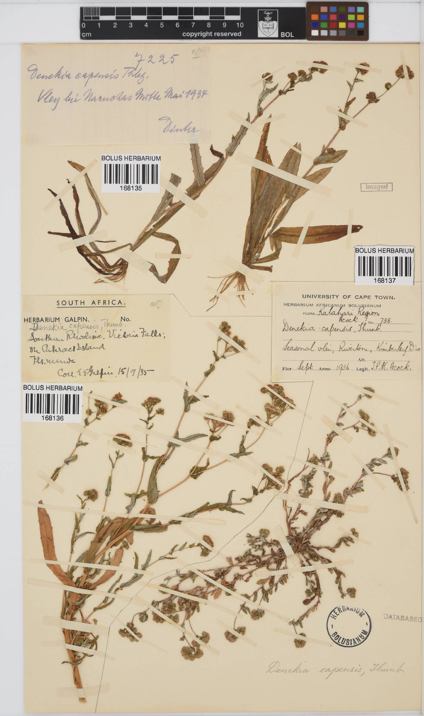 Denekia capensis image
