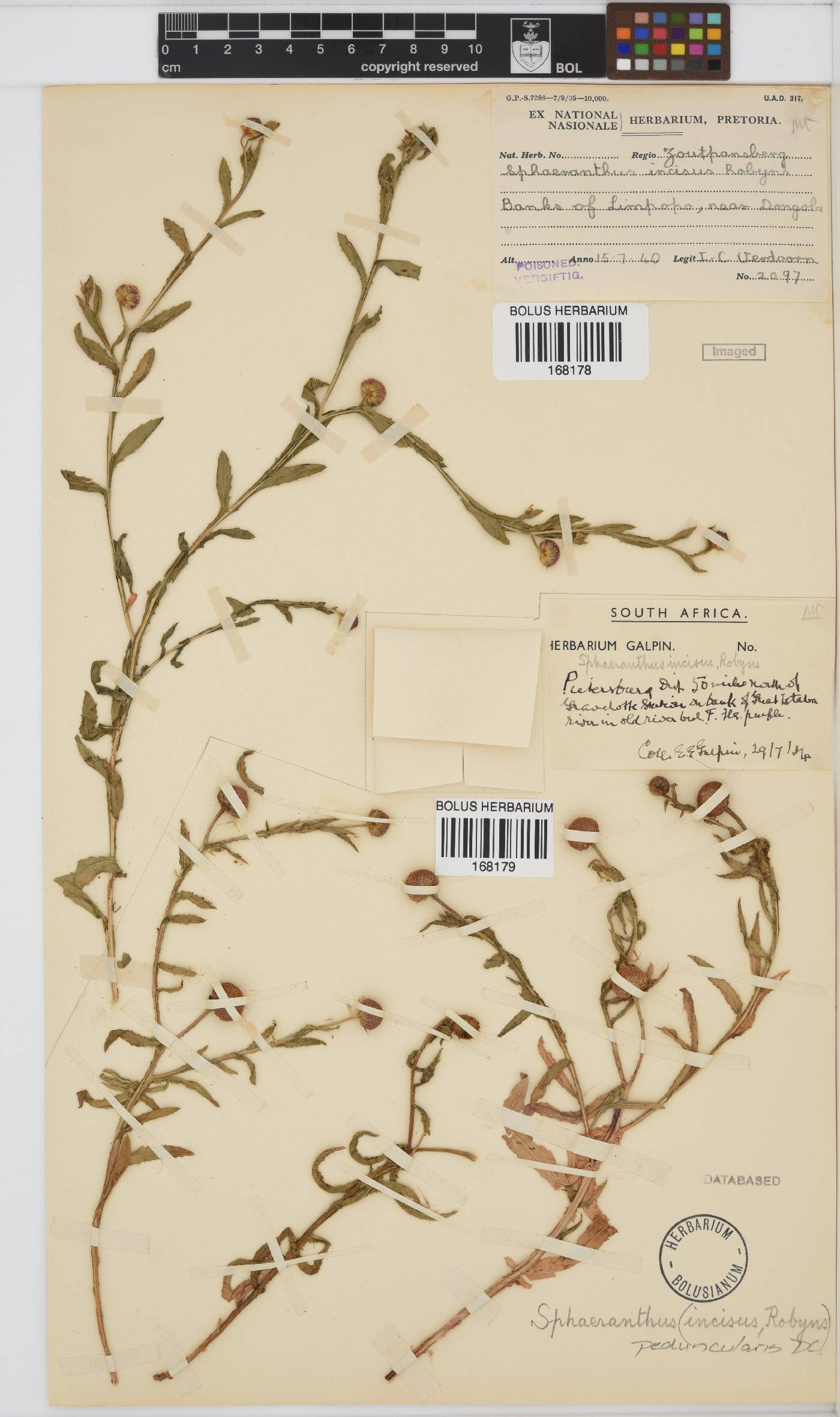Sphaeranthus peduncularis image
