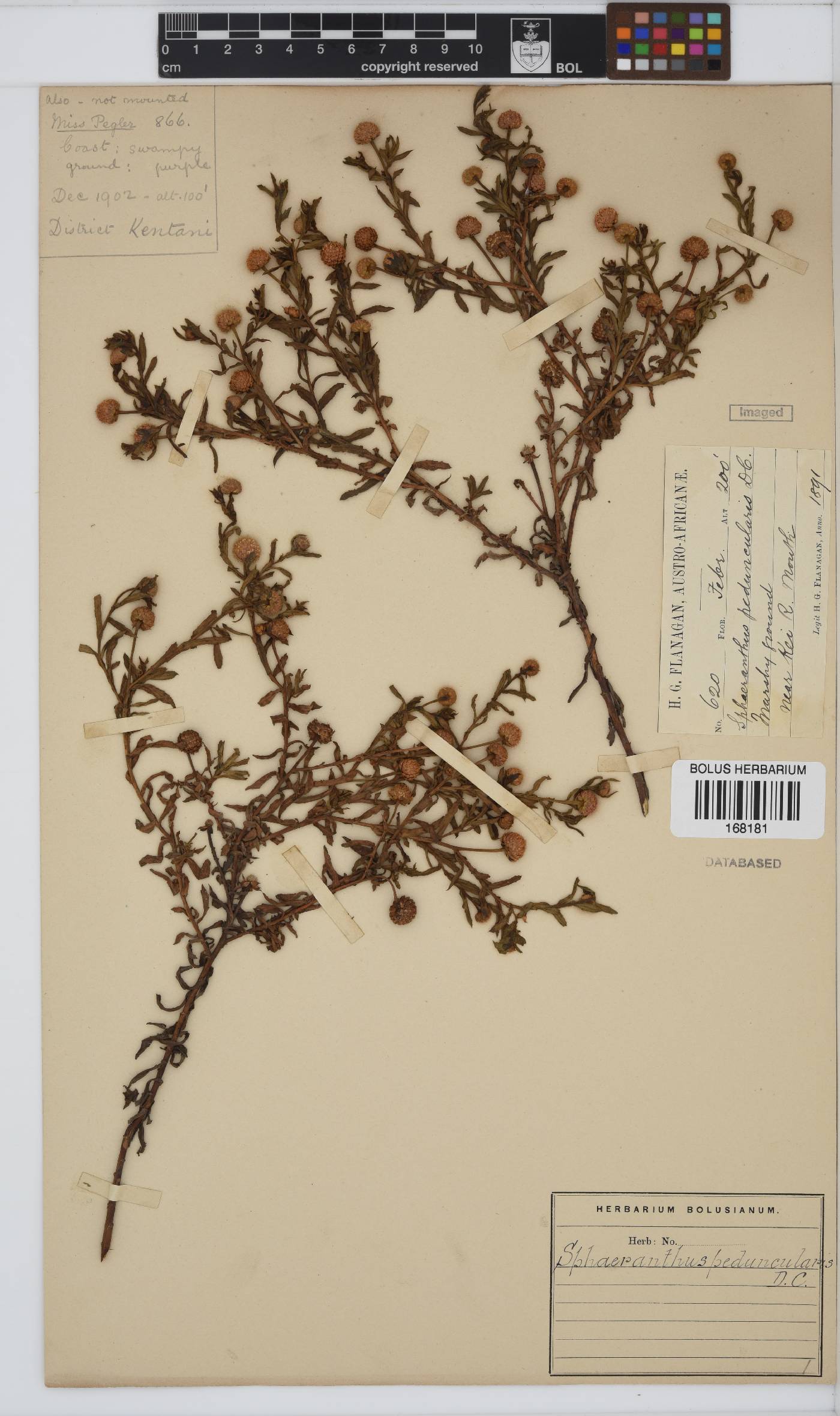Sphaeranthus peduncularis image