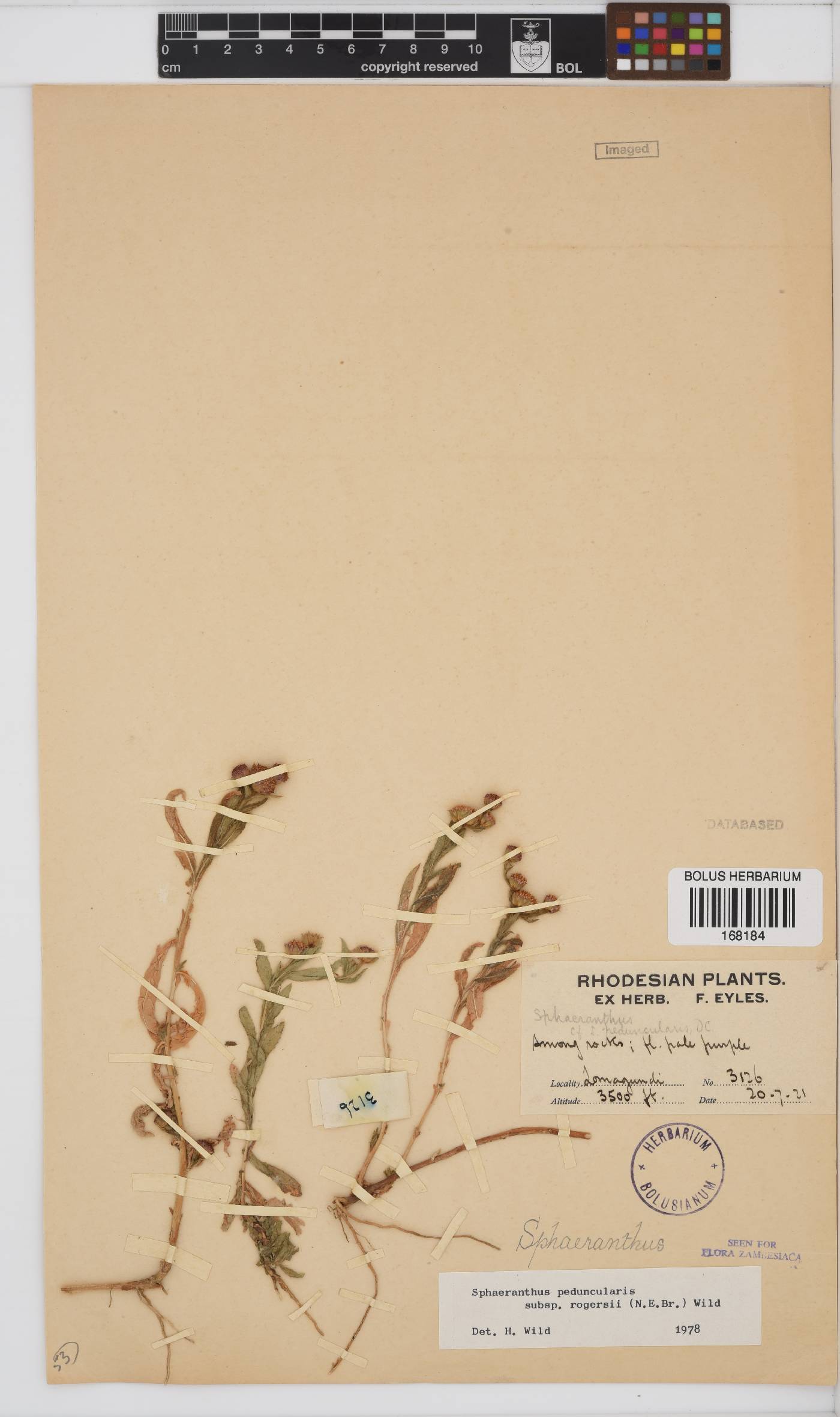 Sphaeranthus peduncularis image