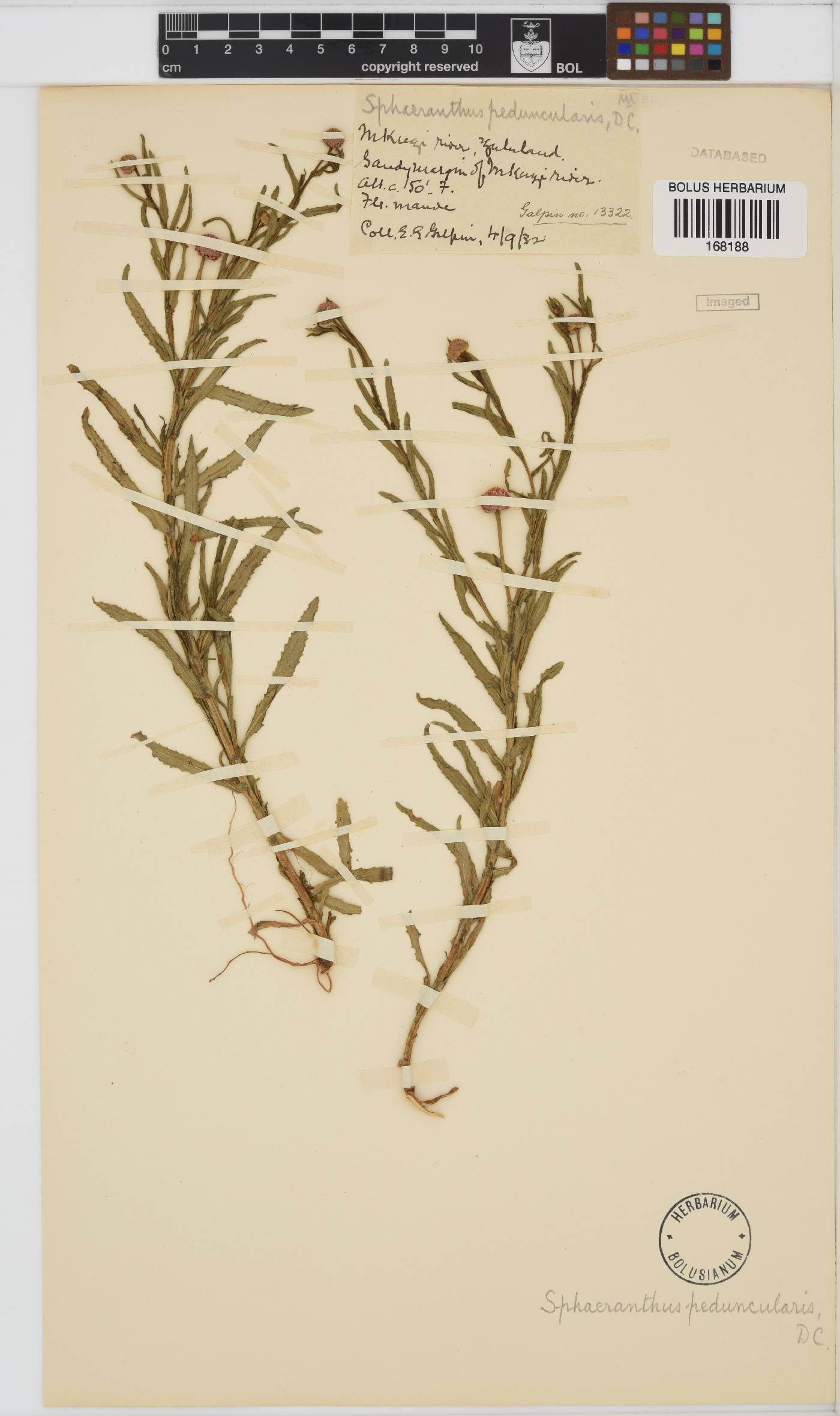 Sphaeranthus peduncularis image