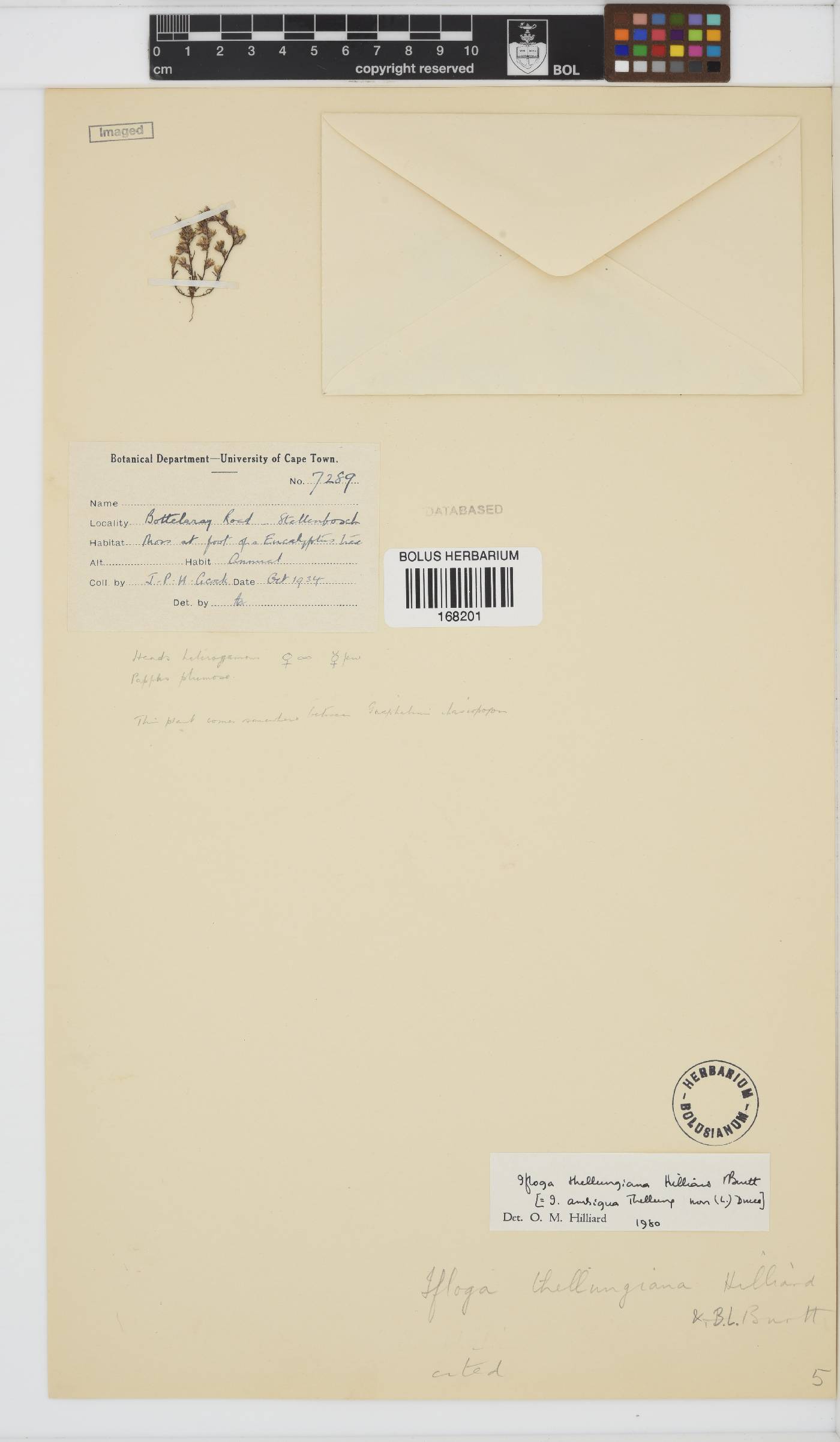 Ifloga thellungiana image