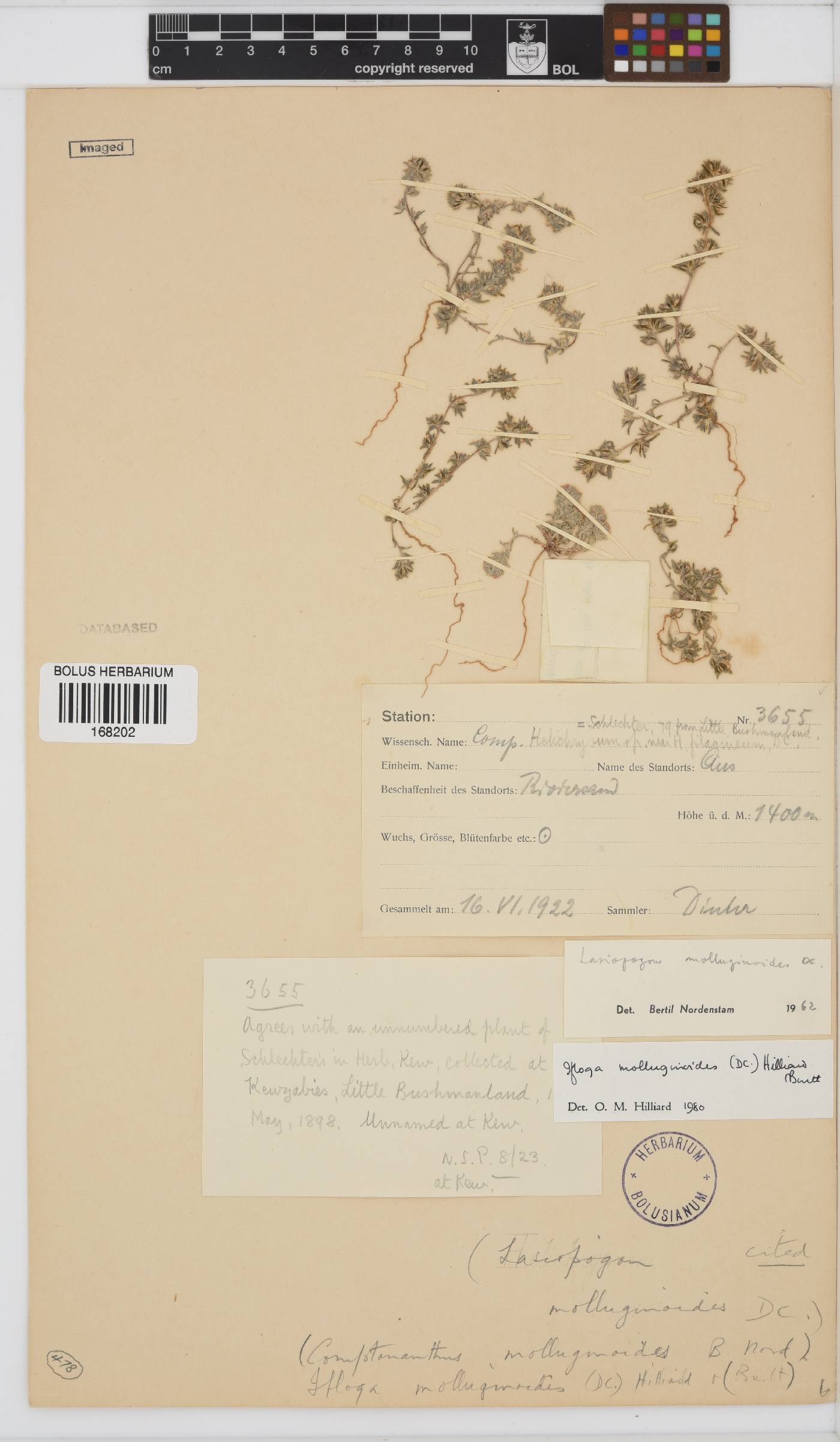 Ifloga molluginoides image
