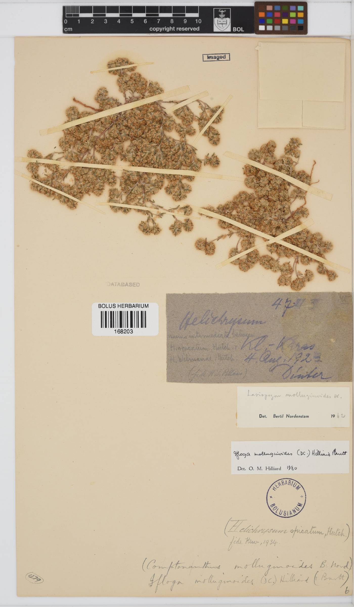 Ifloga image