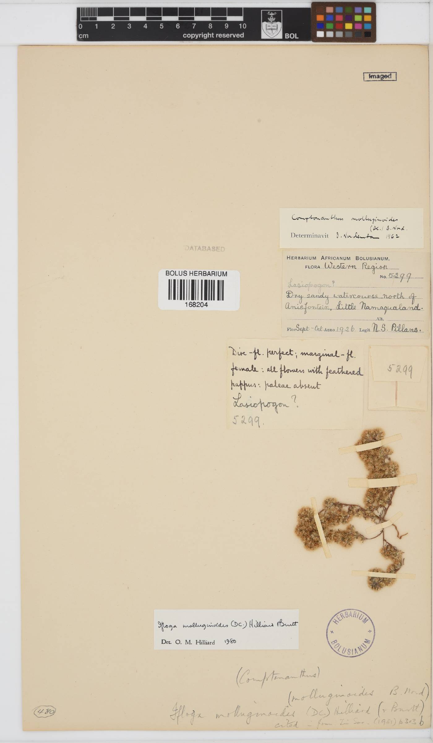 Ifloga image