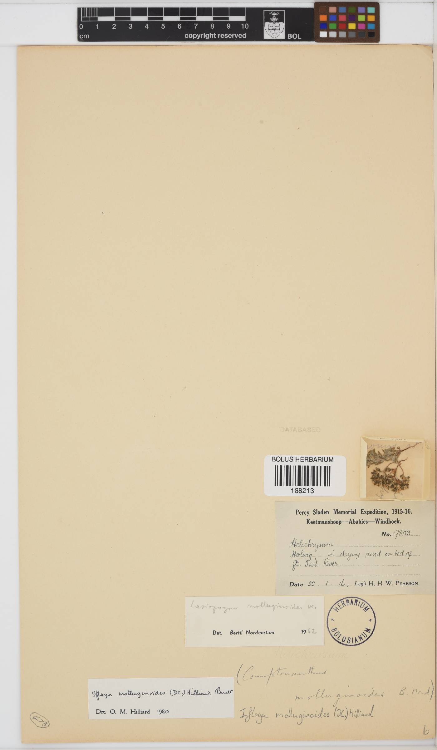 Ifloga molluginoides image