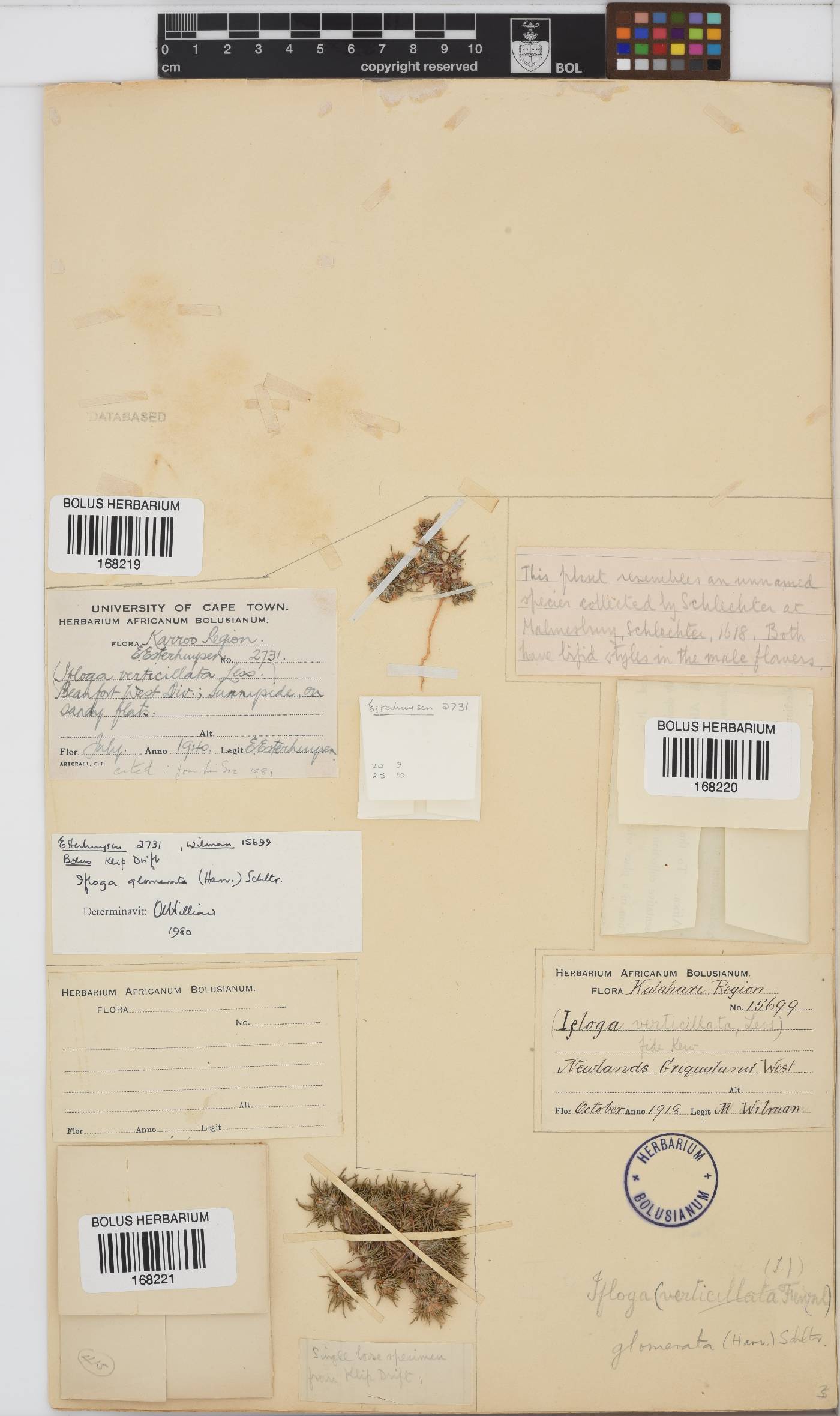 Ifloga glomerata image