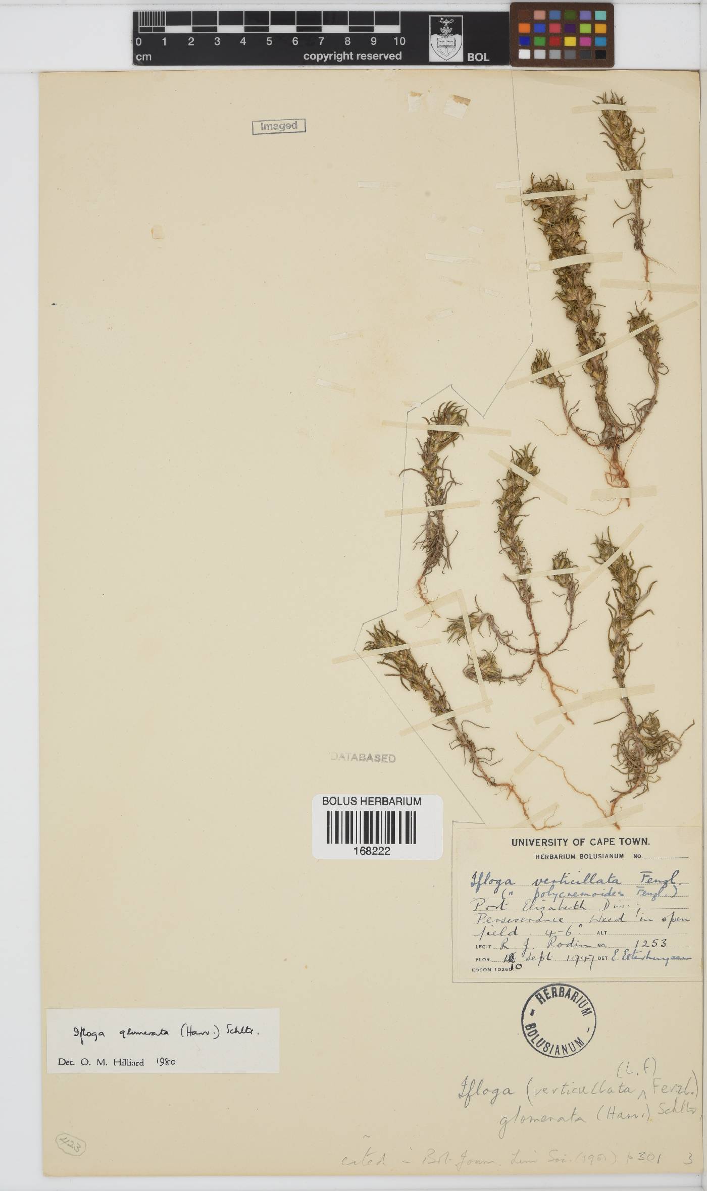 Ifloga glomerata image