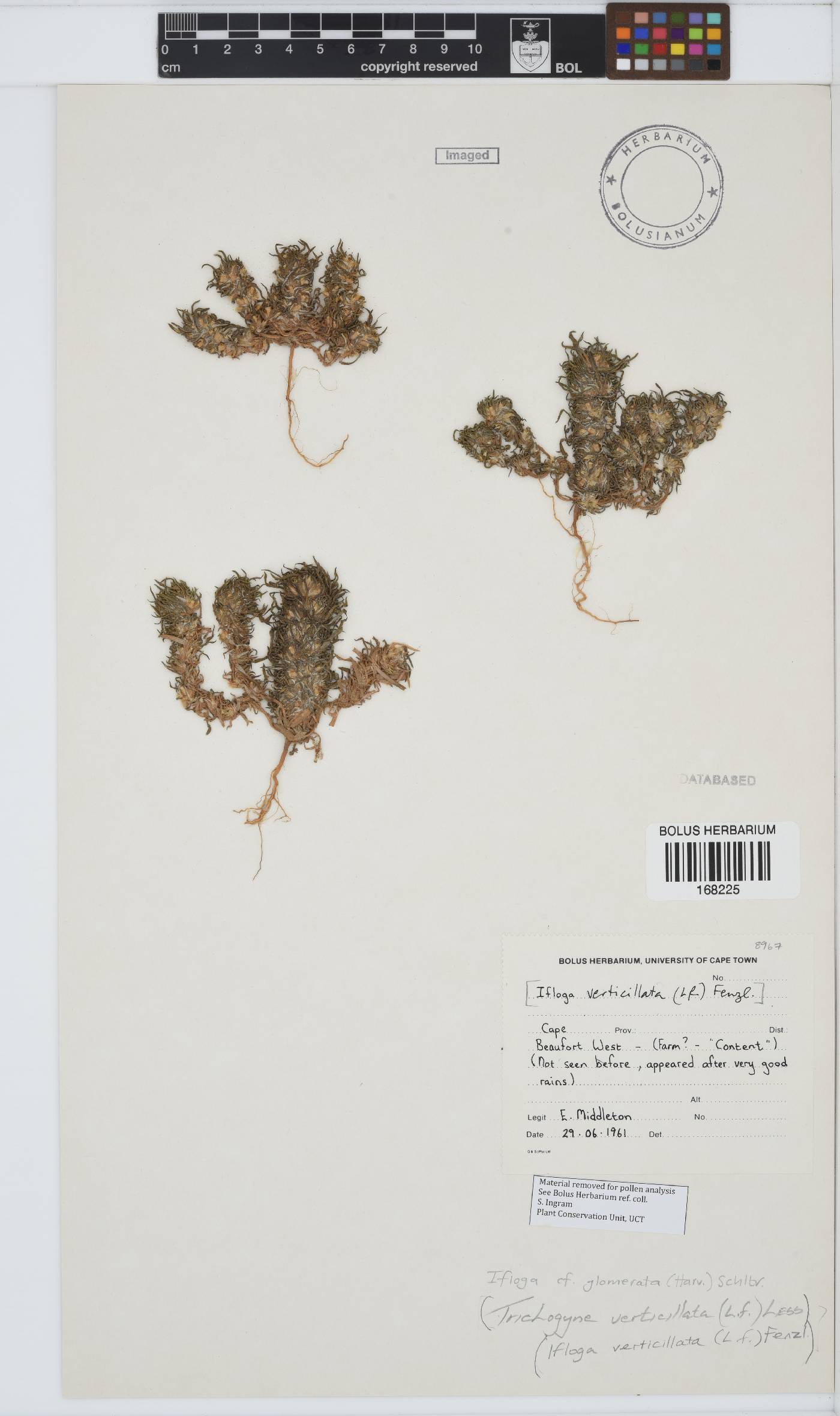 Ifloga glomerata image