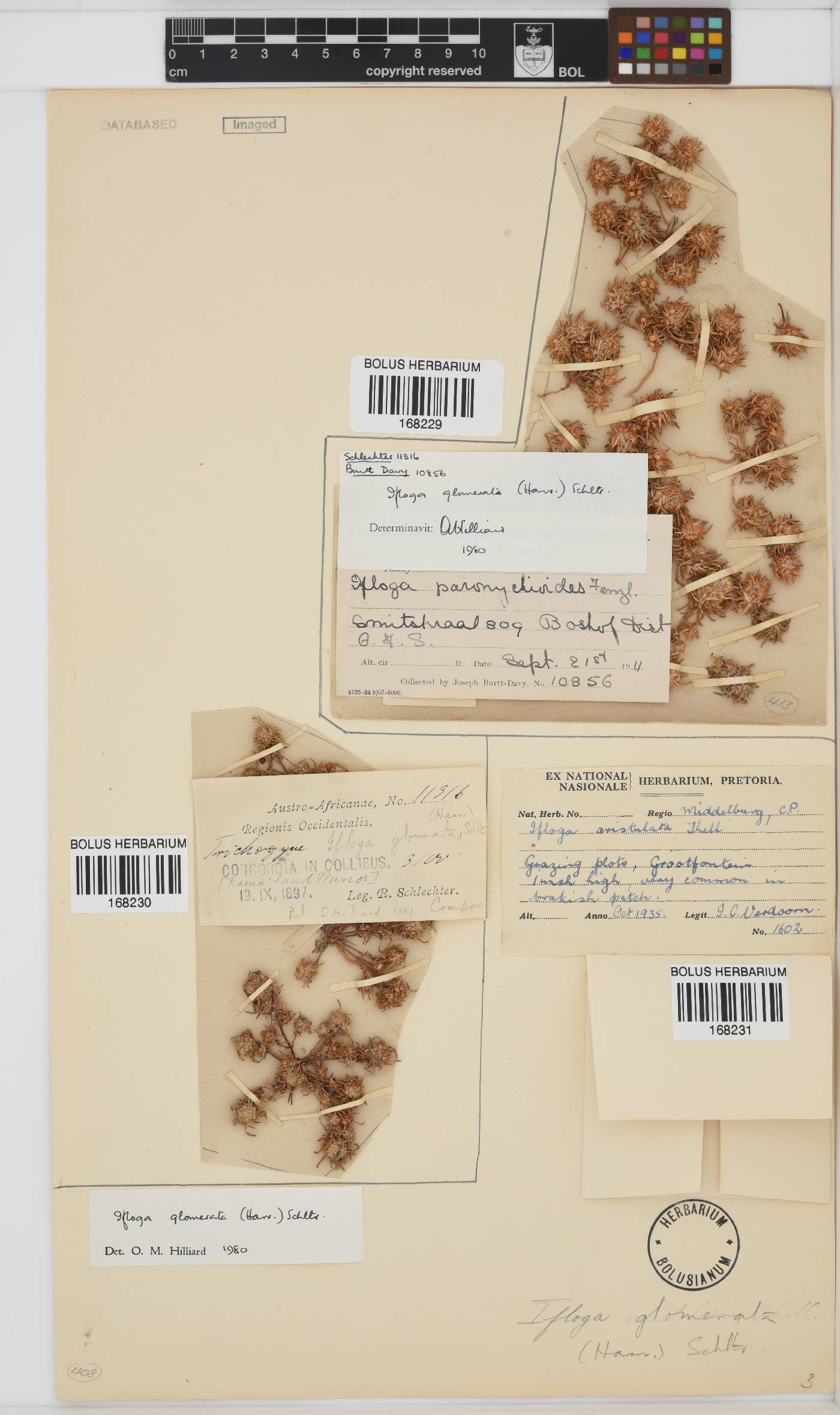Ifloga glomerata image