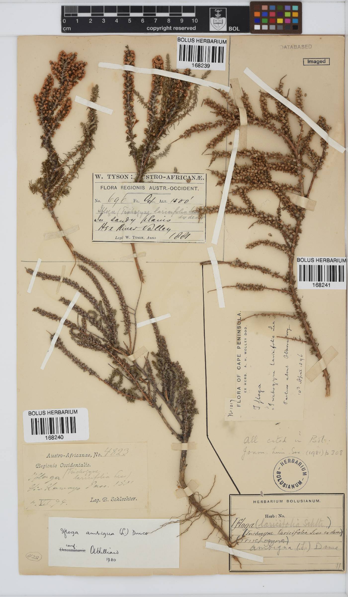 Ifloga ambigua image