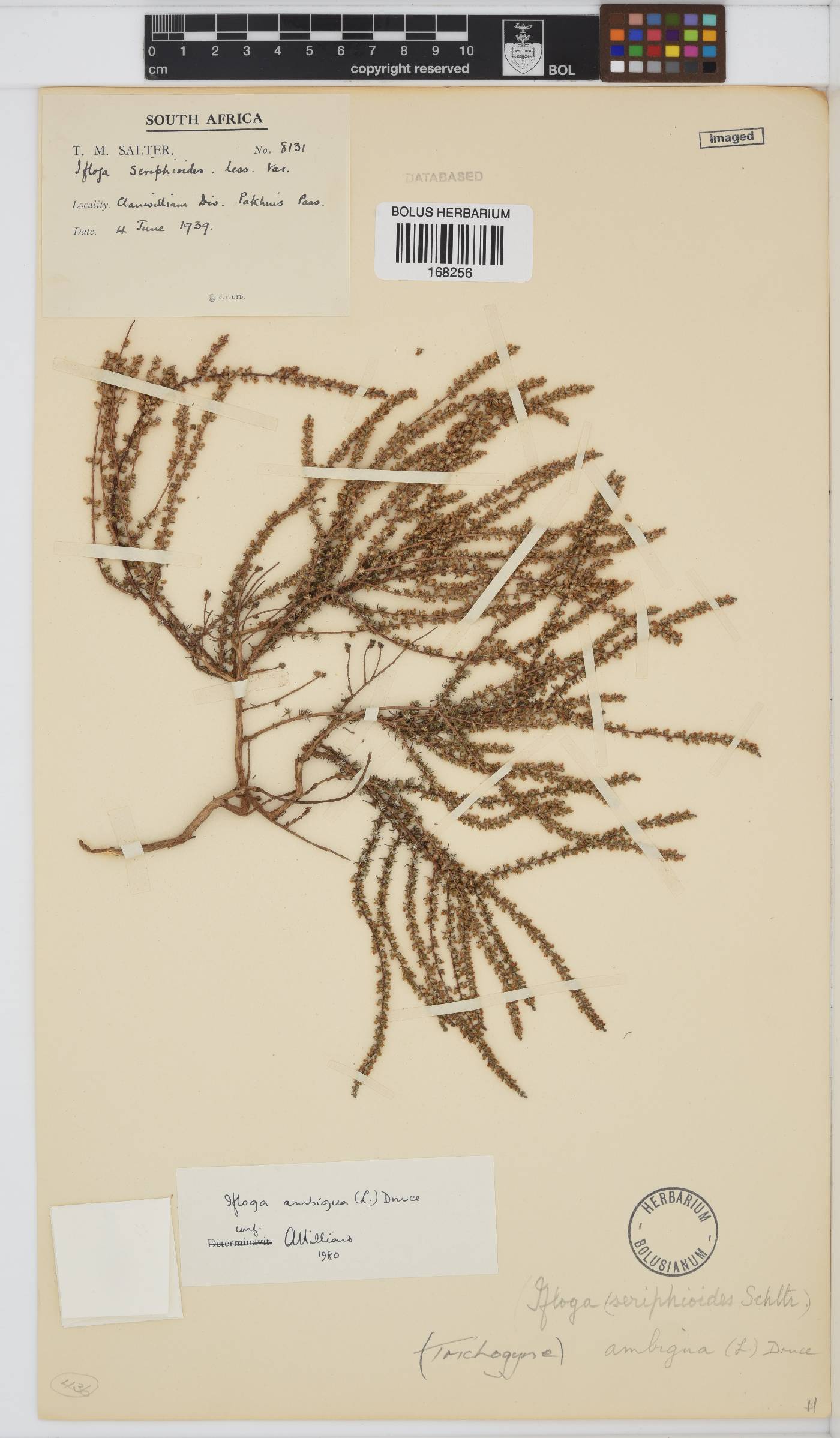 Ifloga ambigua image