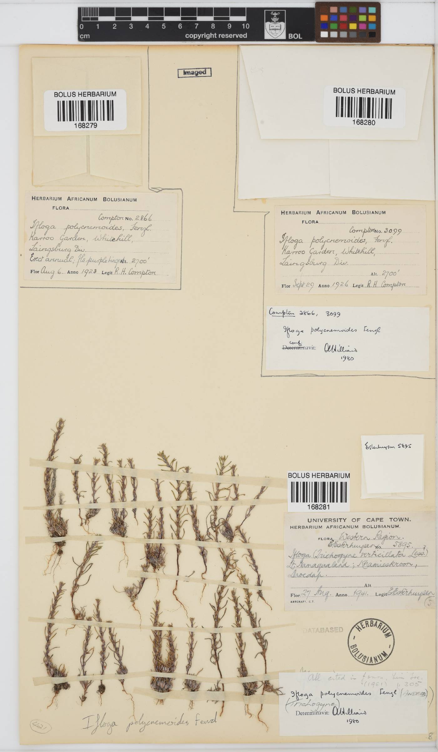 Ifloga polycnemoides image