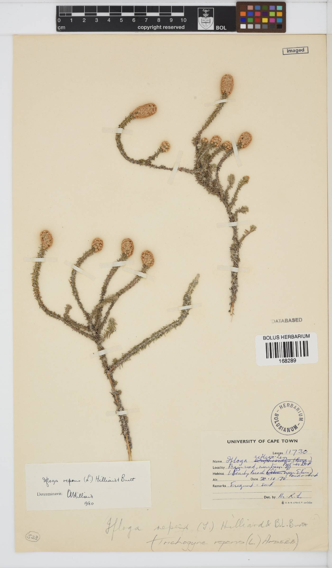 Ifloga repens image