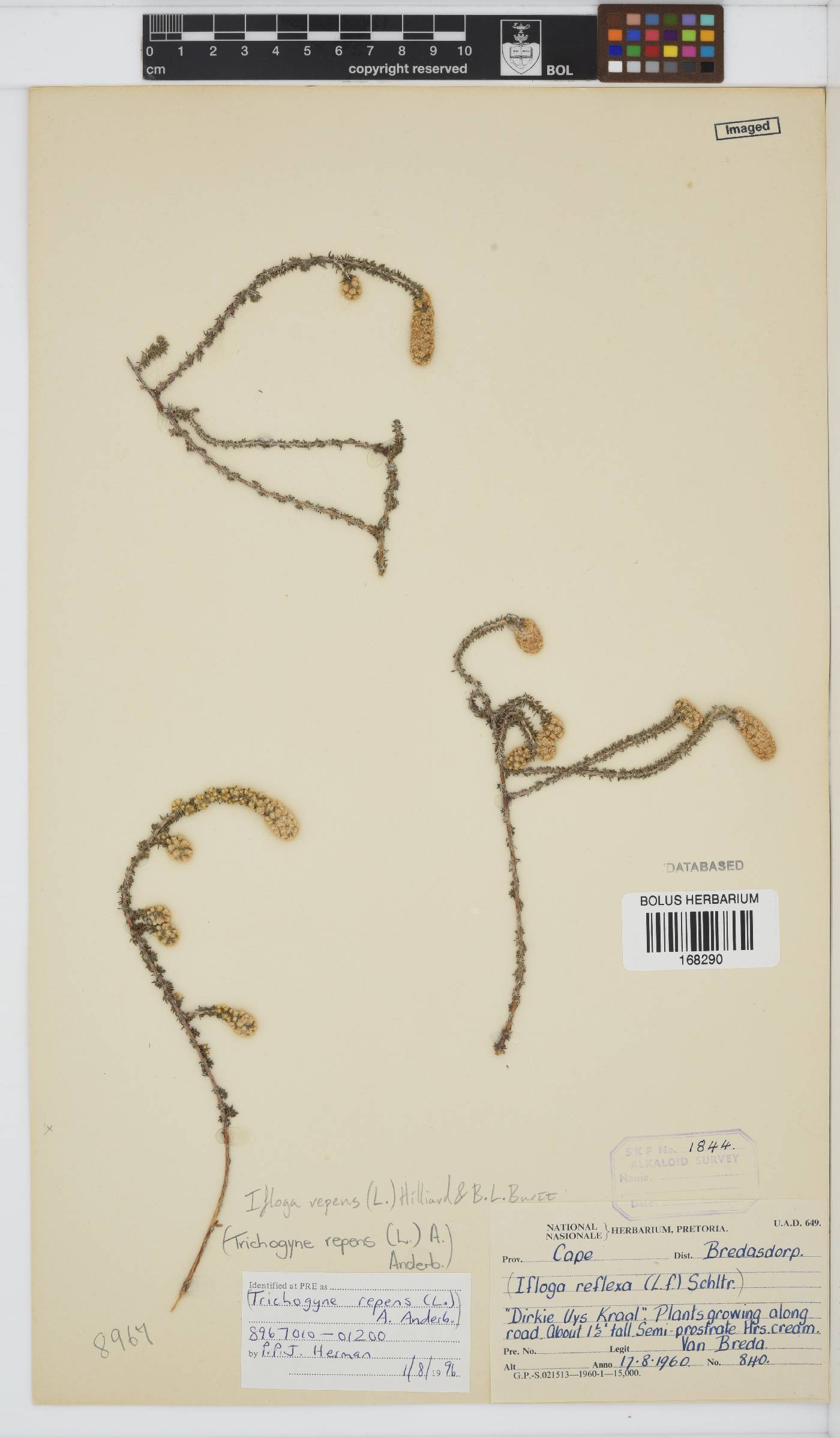 Ifloga repens image