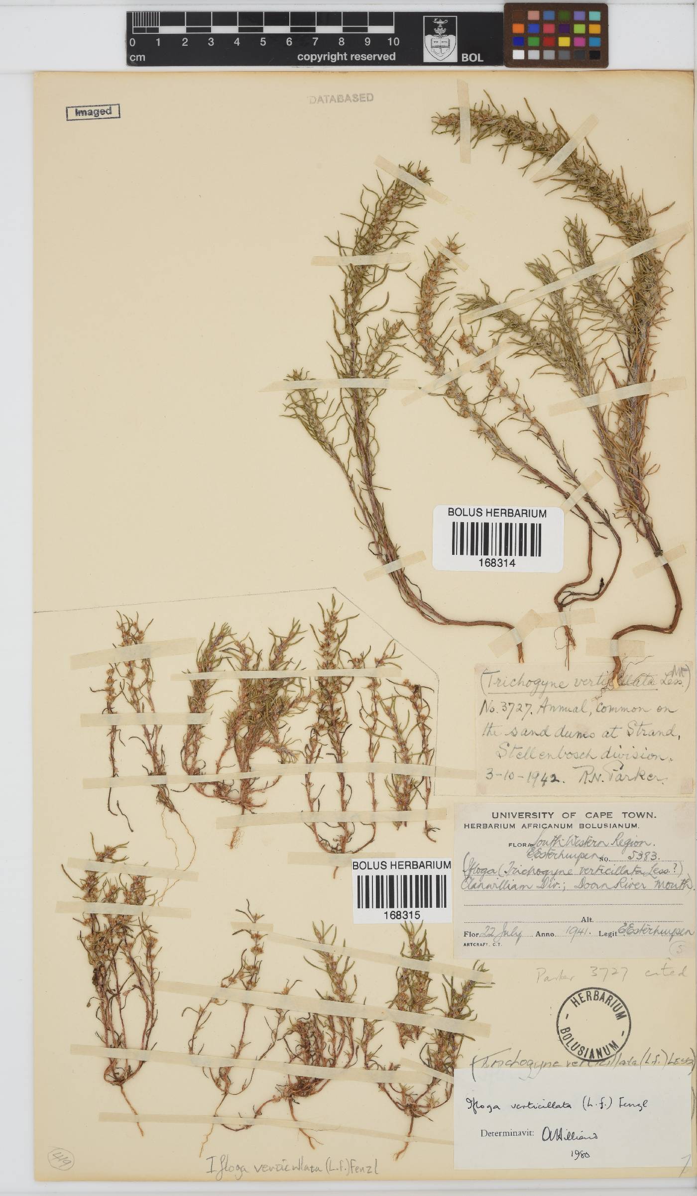 Ifloga verticillata image