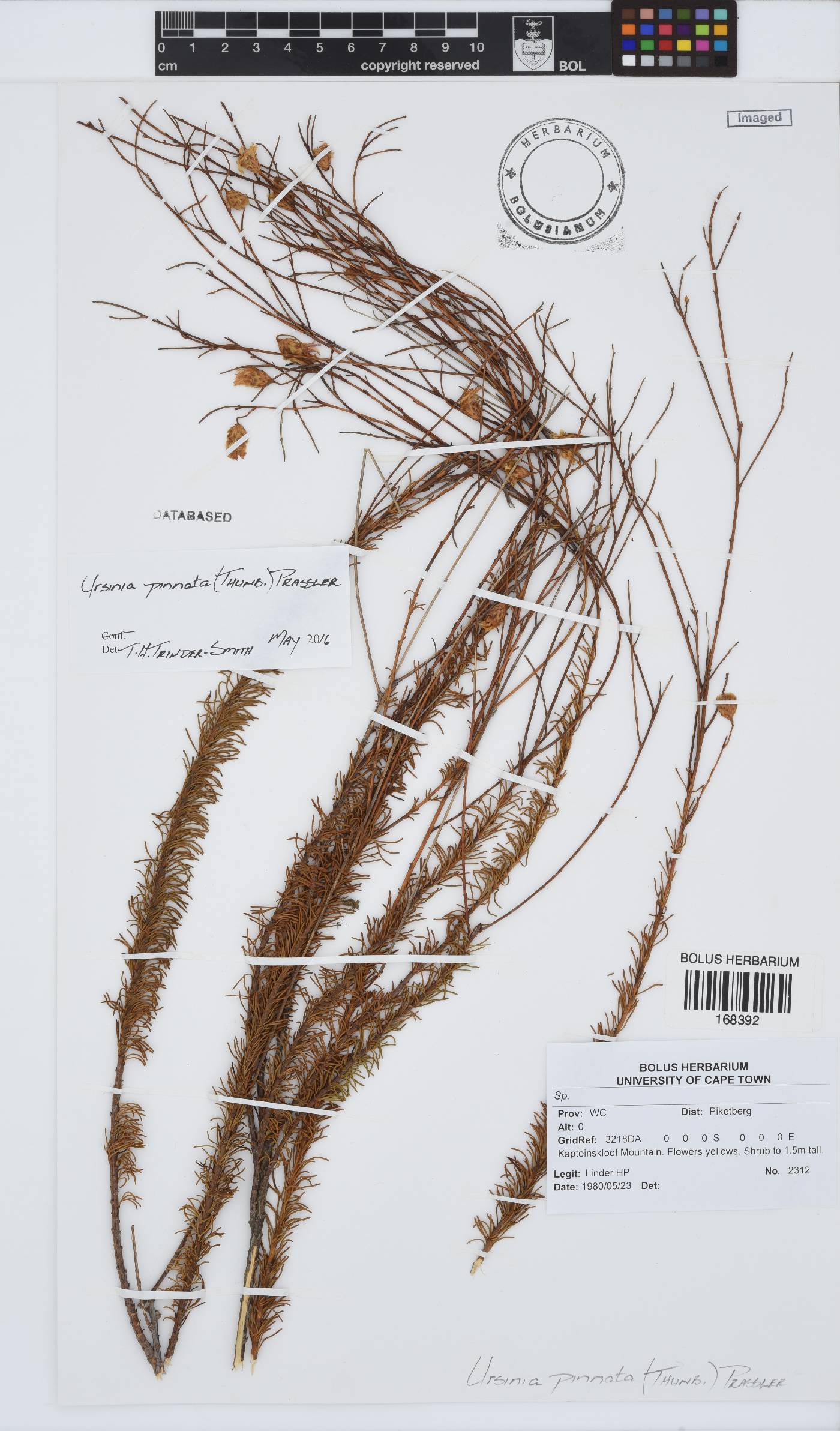 Ursinia pinnata image