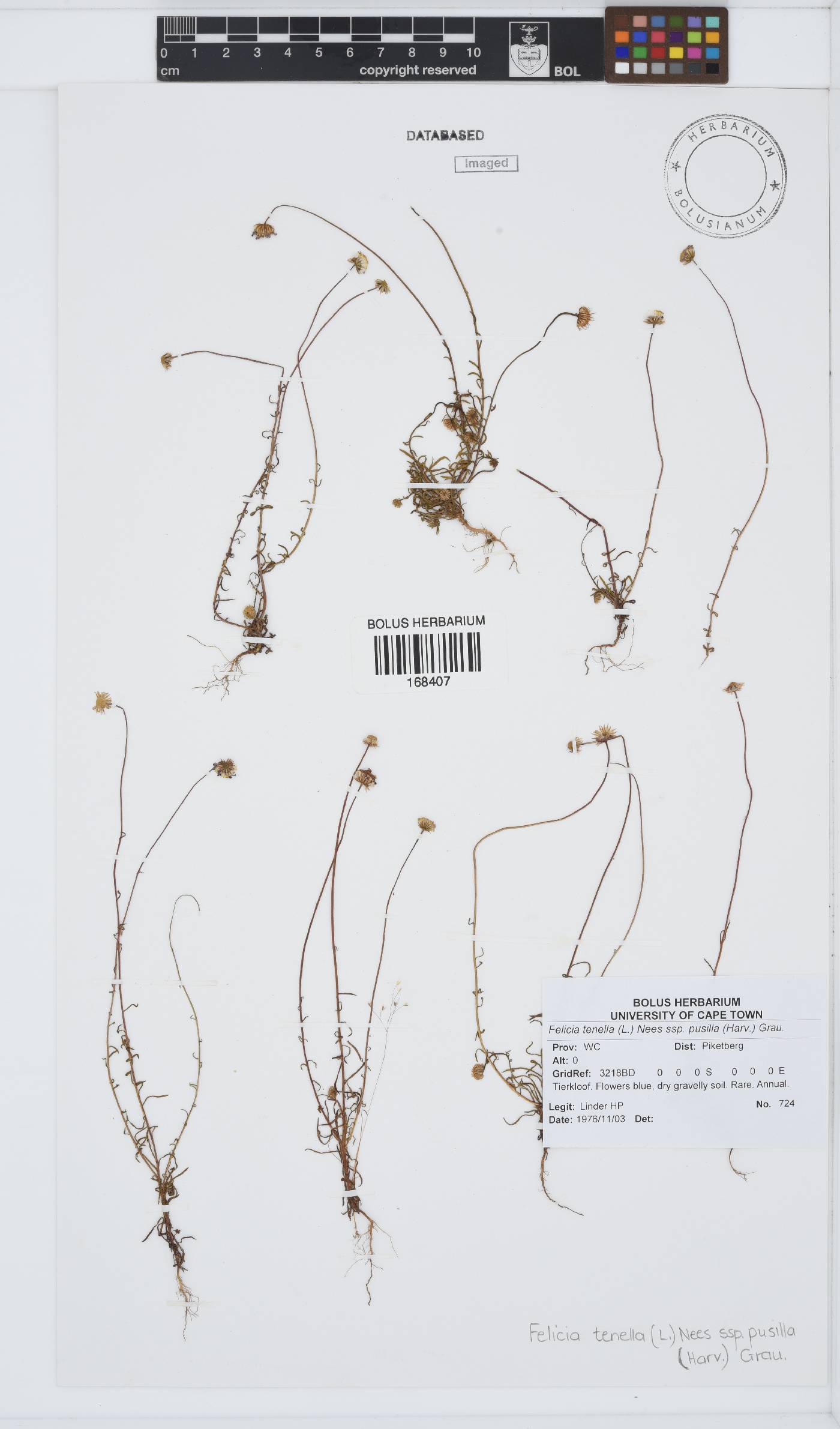Felicia tenella subsp. pusilla image