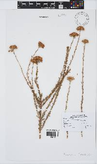 Athanasia trifurcata image