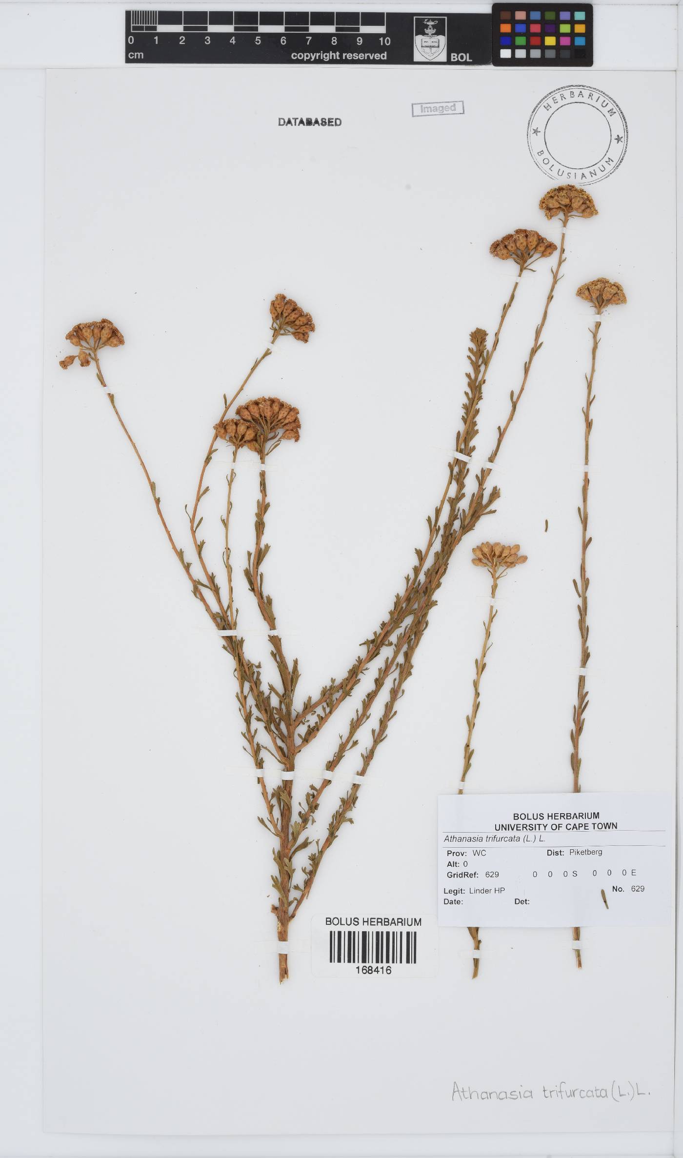Athanasia trifurcata image