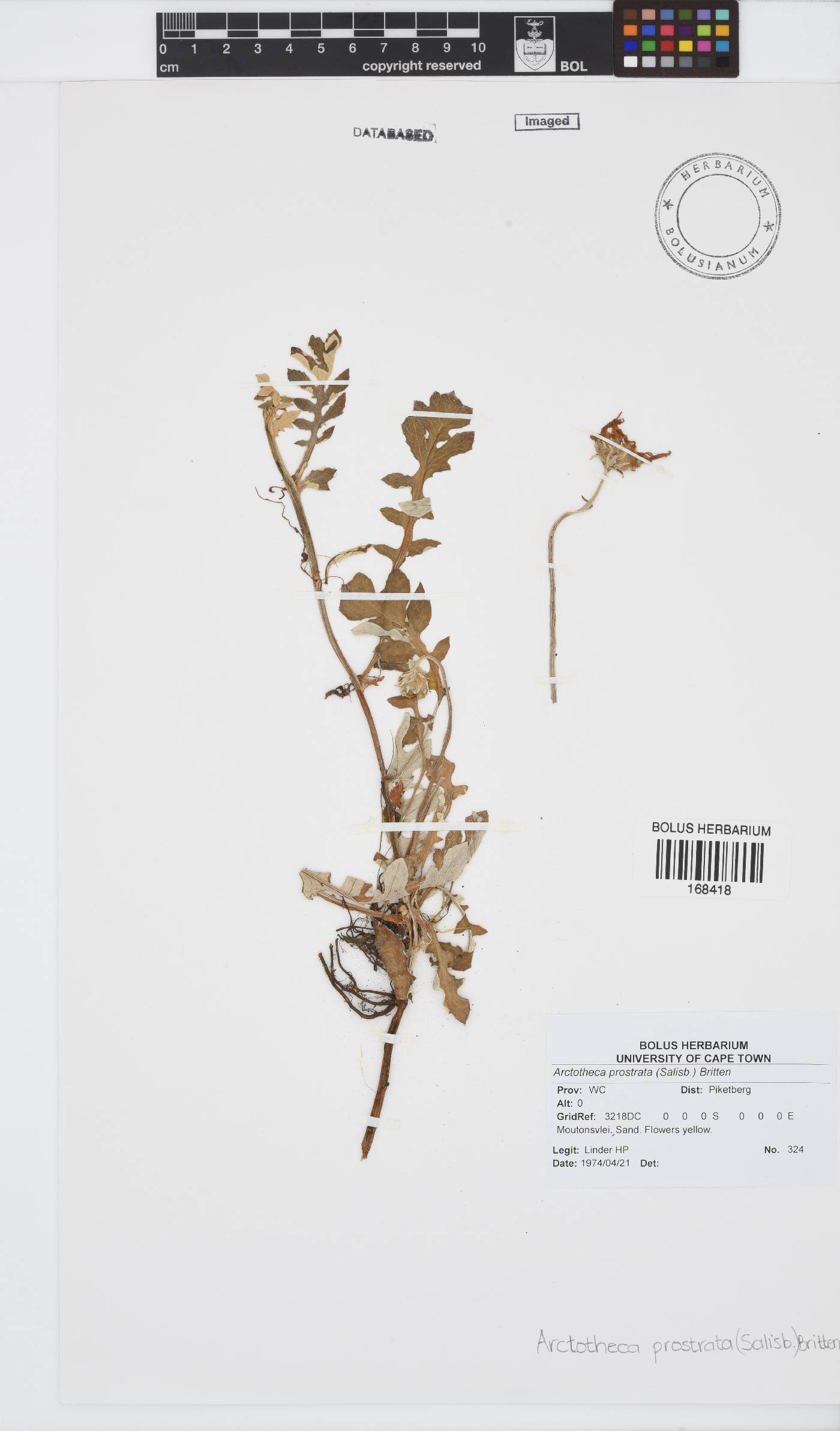 Arctotheca prostrata image