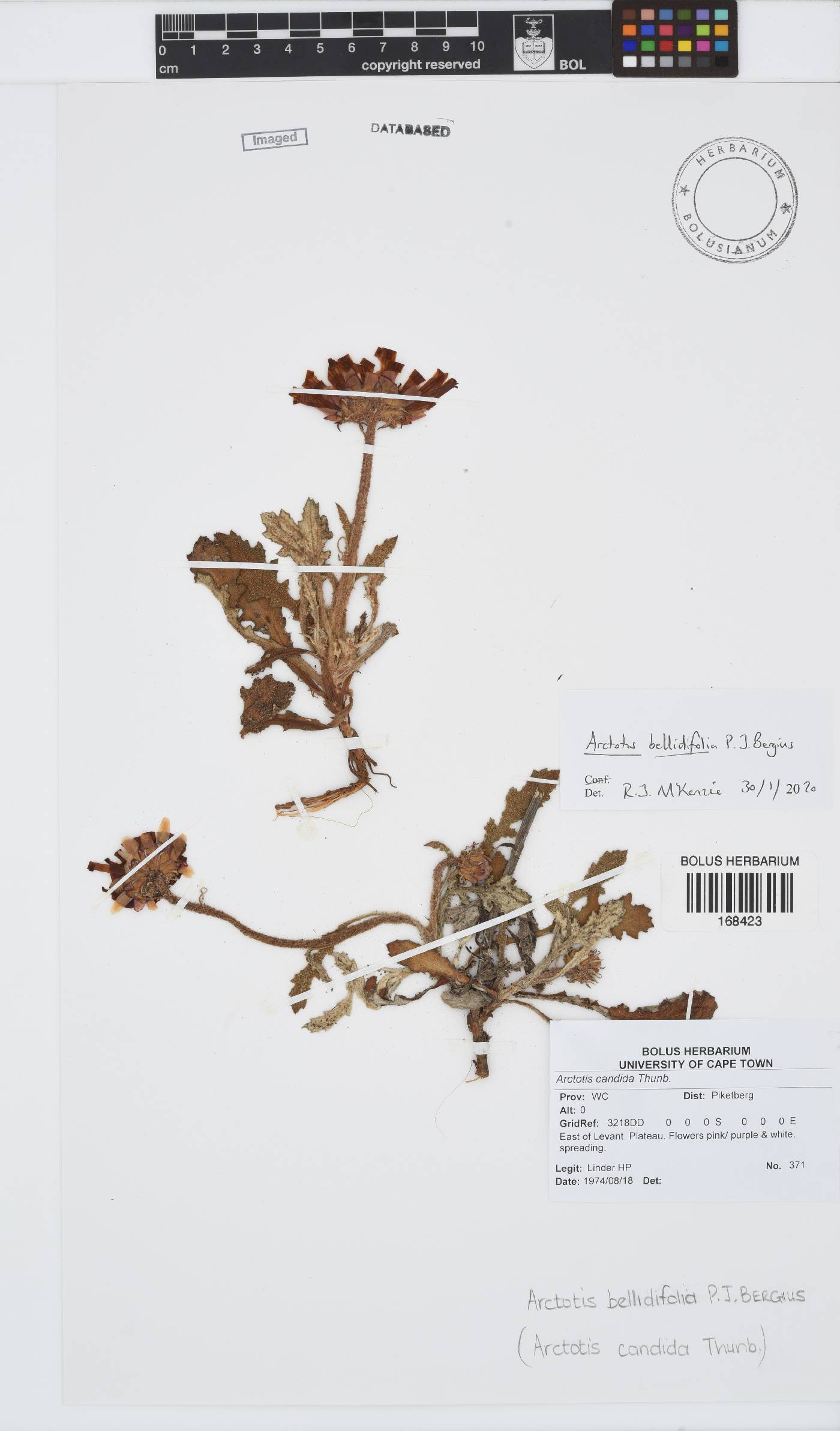 Arctotis bellidifolia image