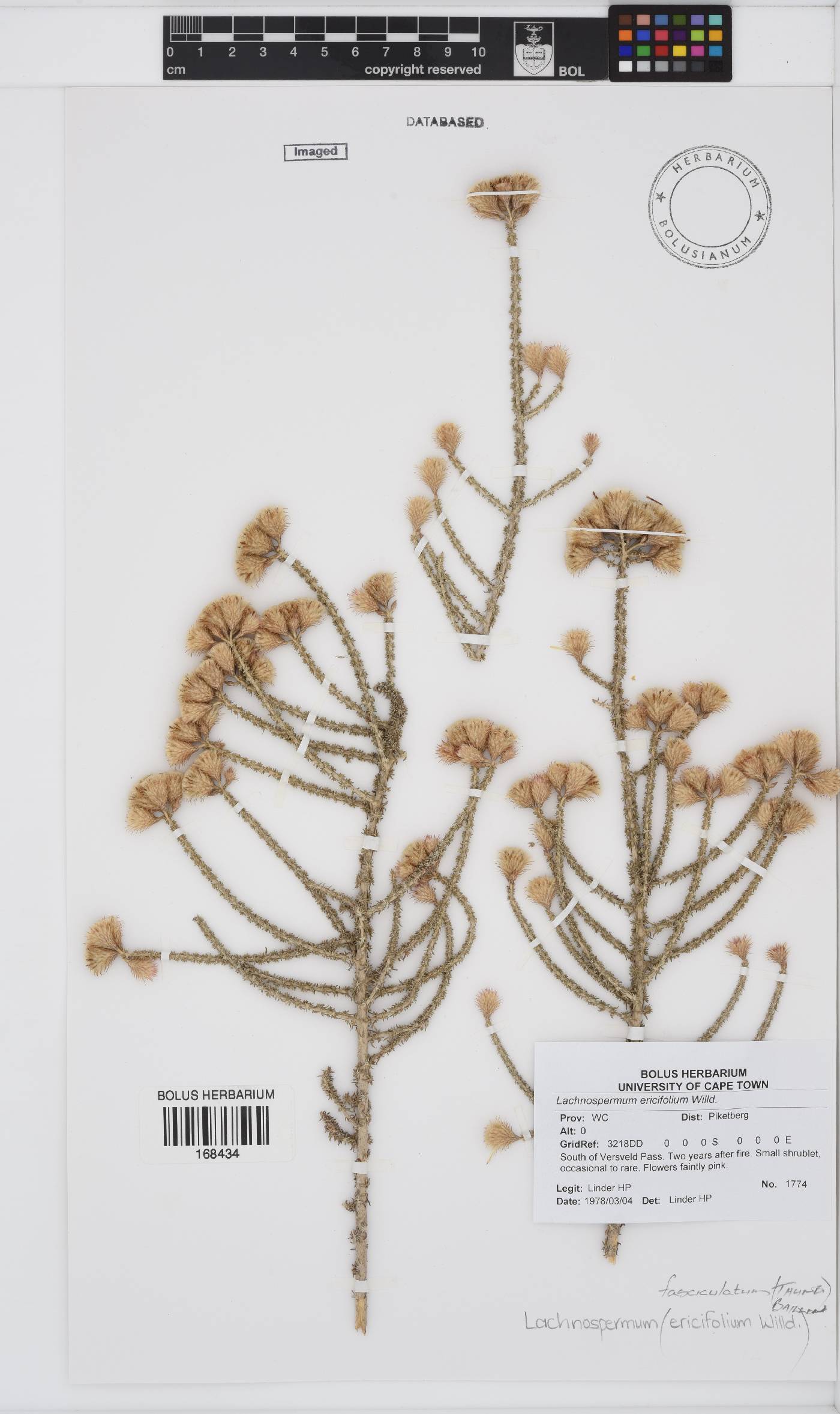 Lachnospermum image