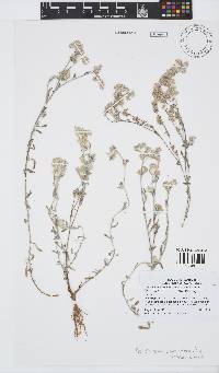 Helichrysum cylindriflorum image