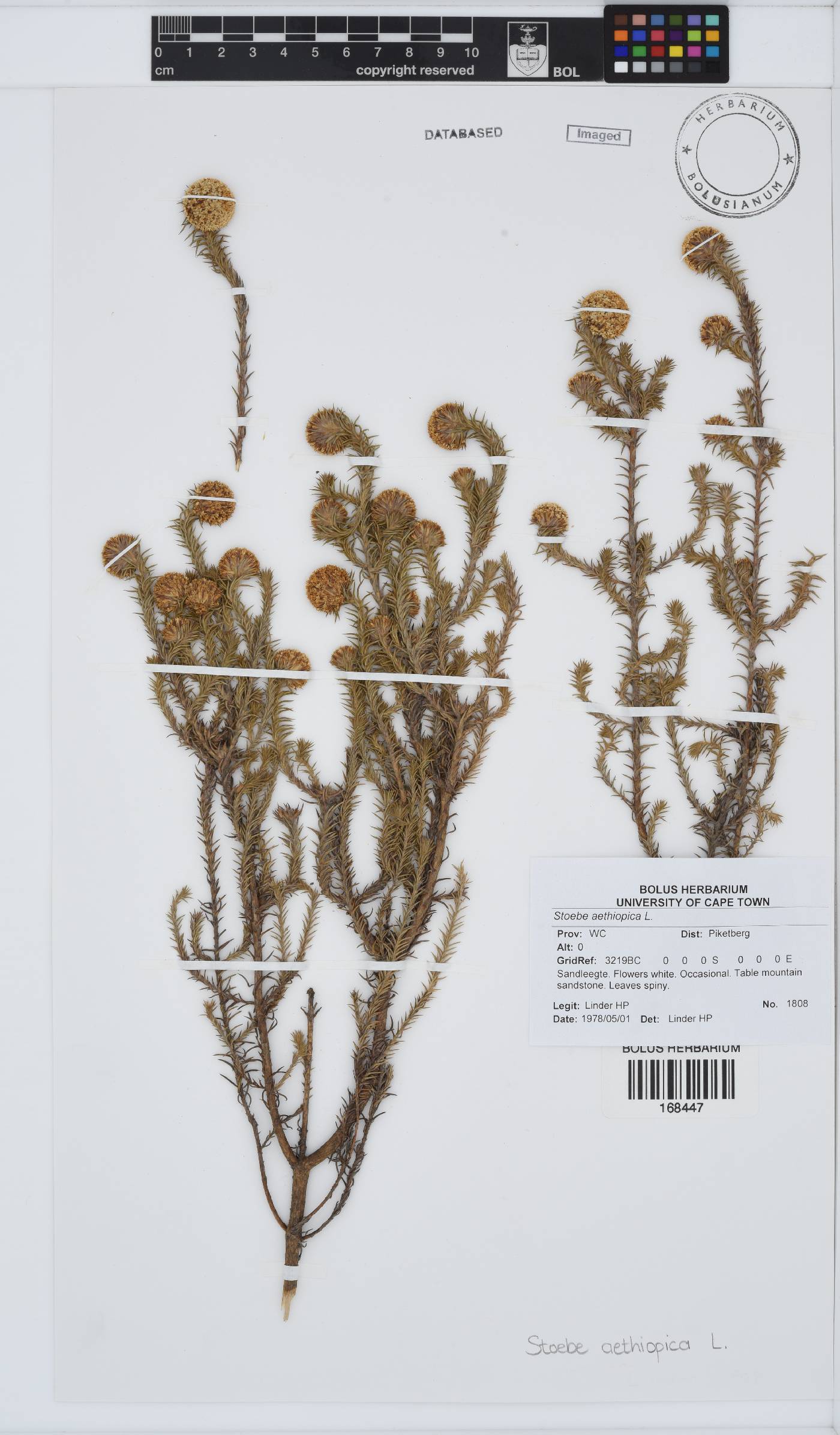 Stoebe aethiopica image