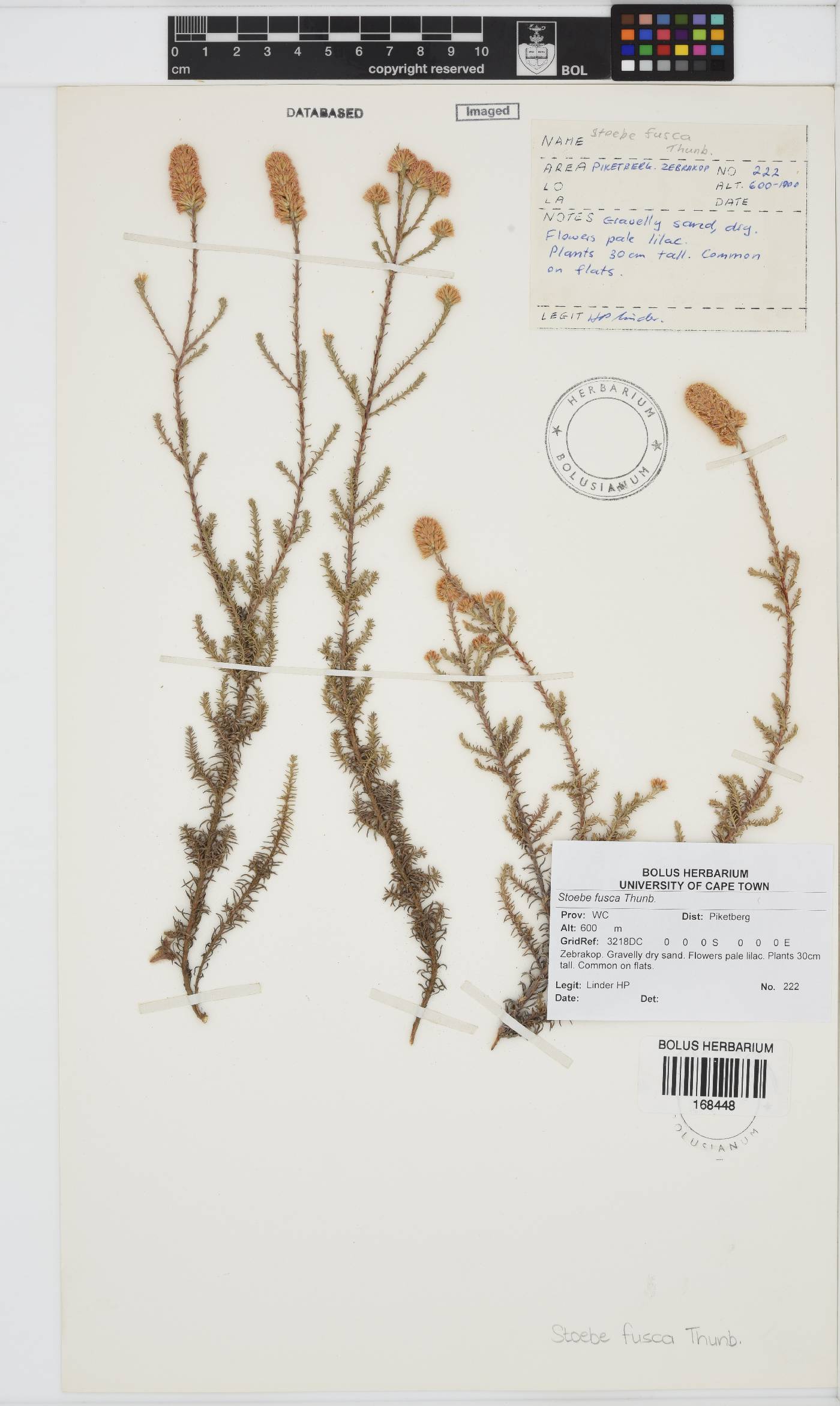 Stoebe fusca image