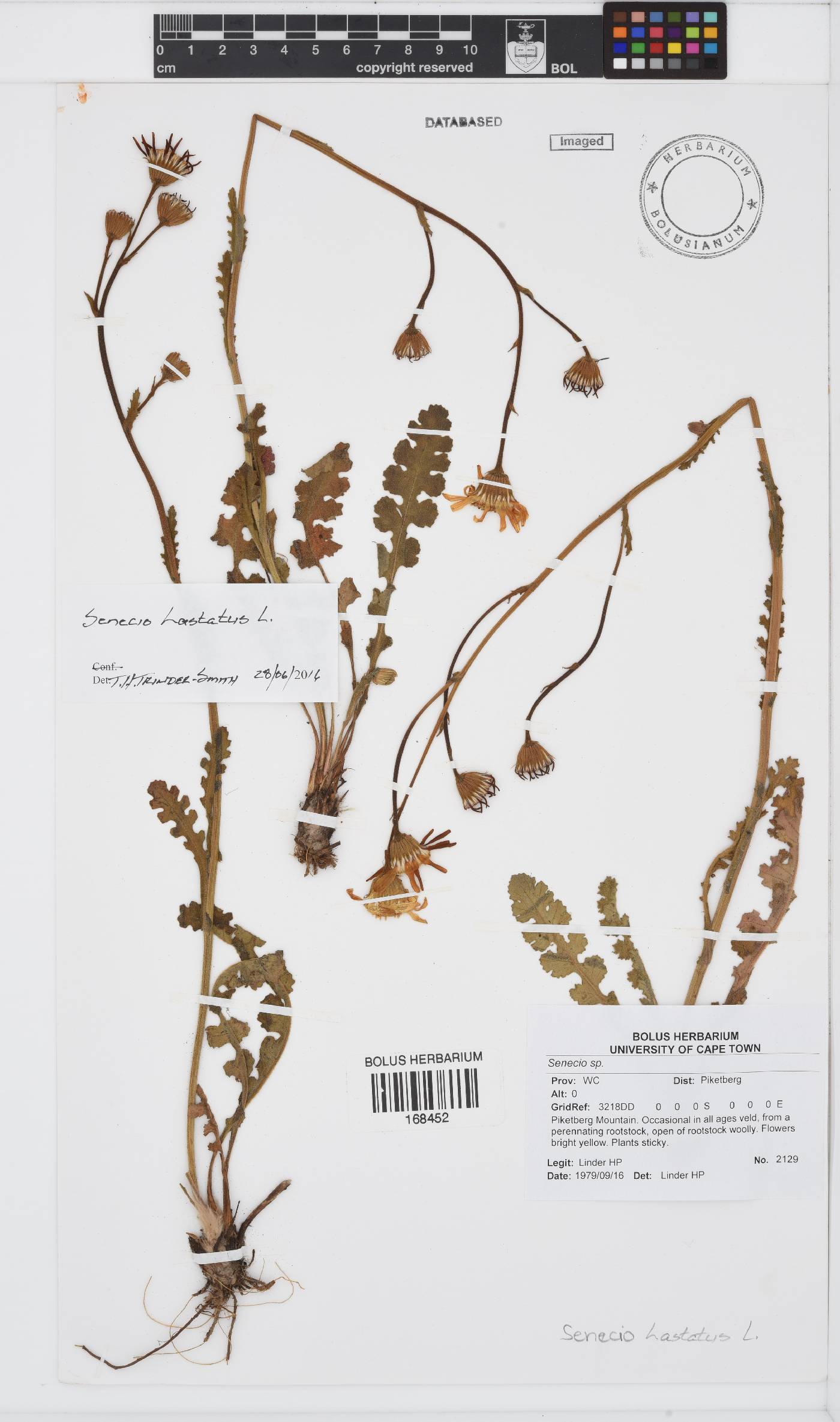 Senecio hastatus image
