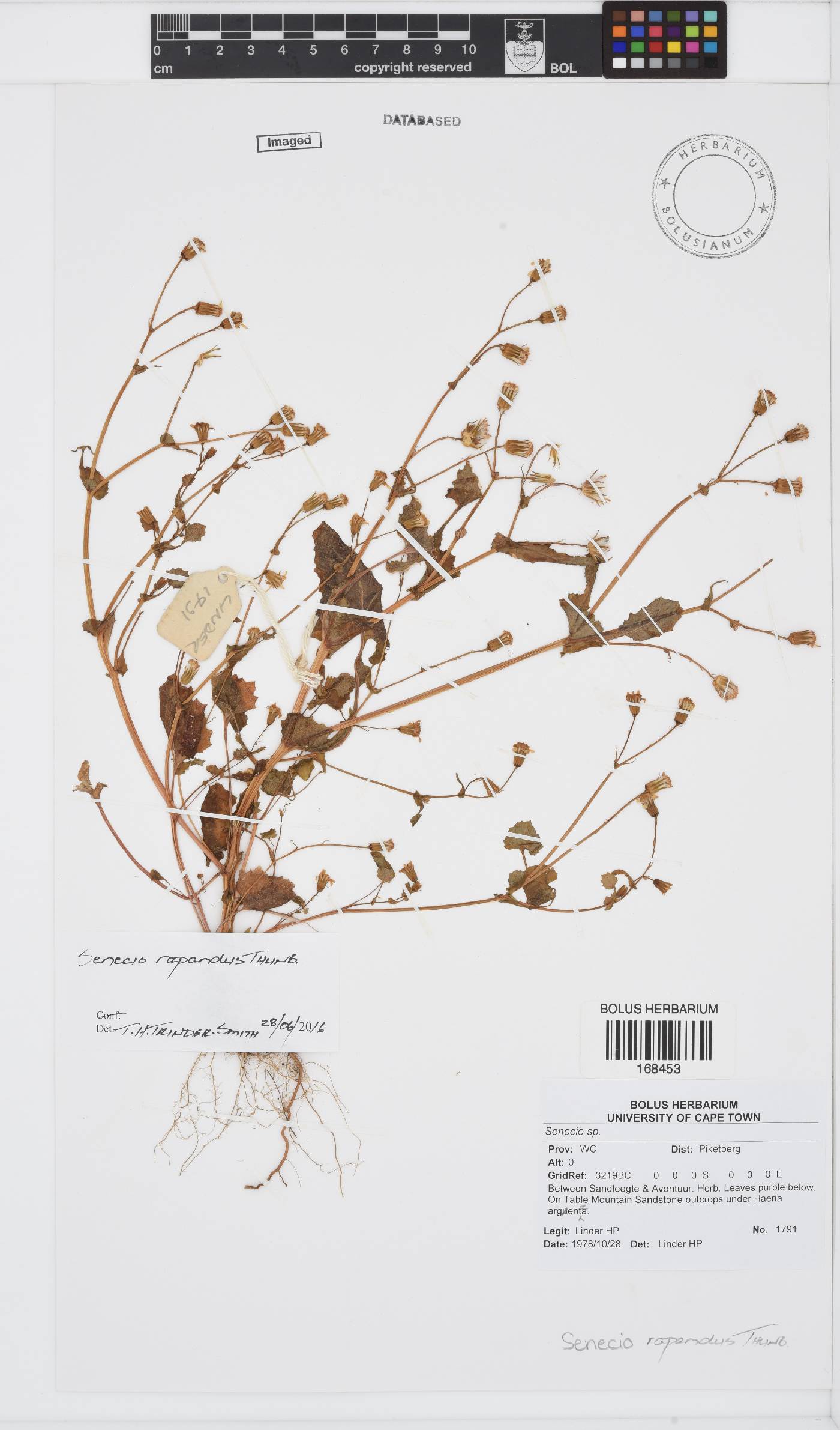 Senecio repandus image