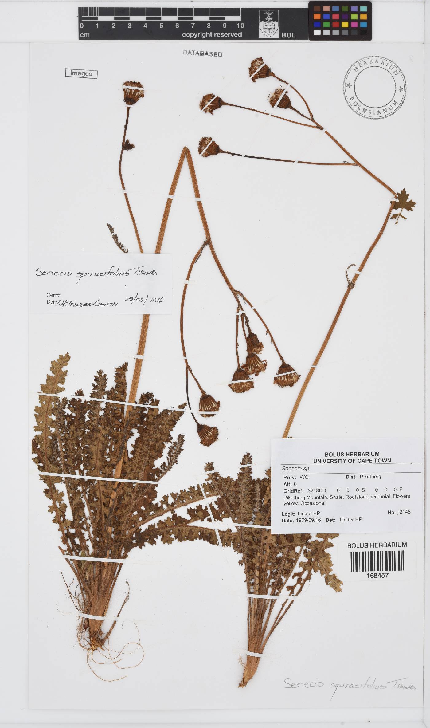 Senecio spiraeifolius image