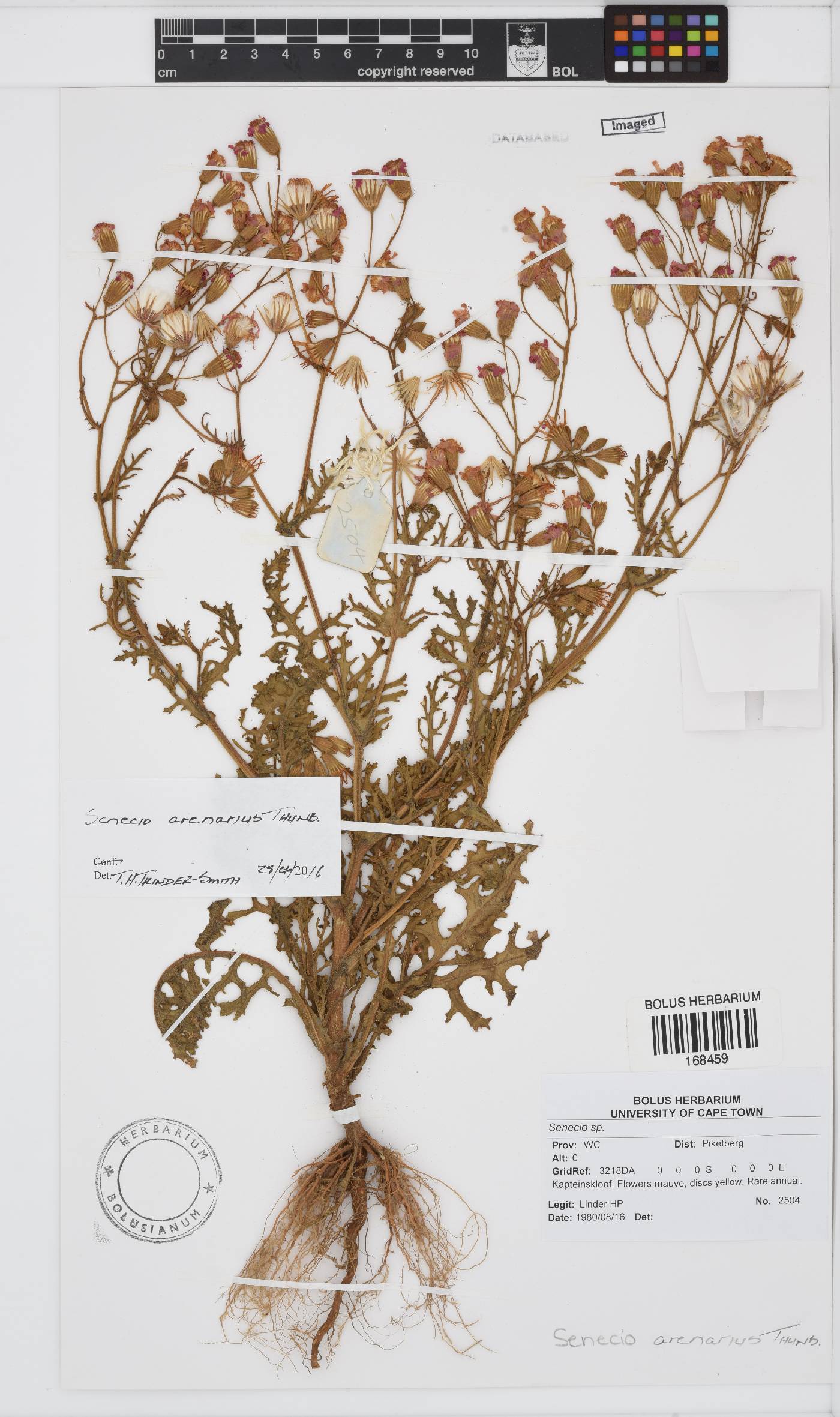 Senecio arenarius image