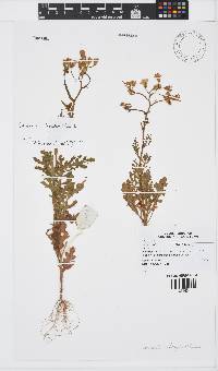 Senecio abruptus image