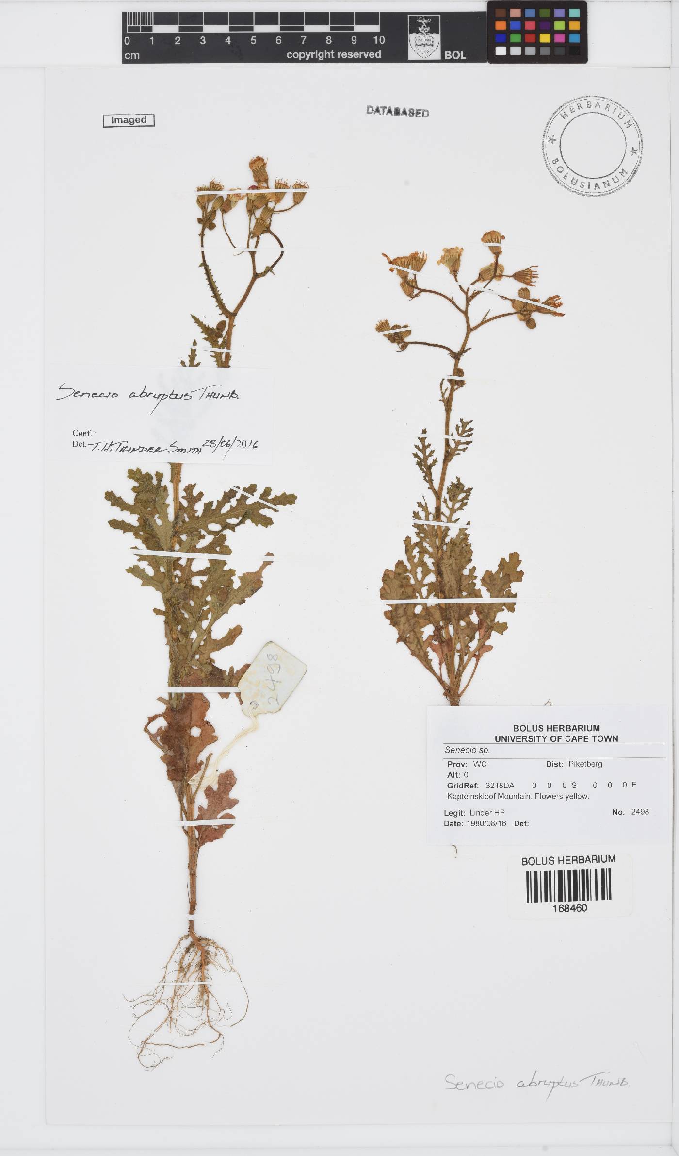Senecio abruptus image